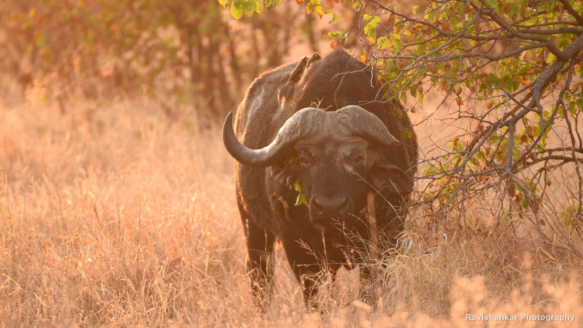African Buffalo, bull standing in dry grass — Kruger National Park, South Africa, Jun 2017