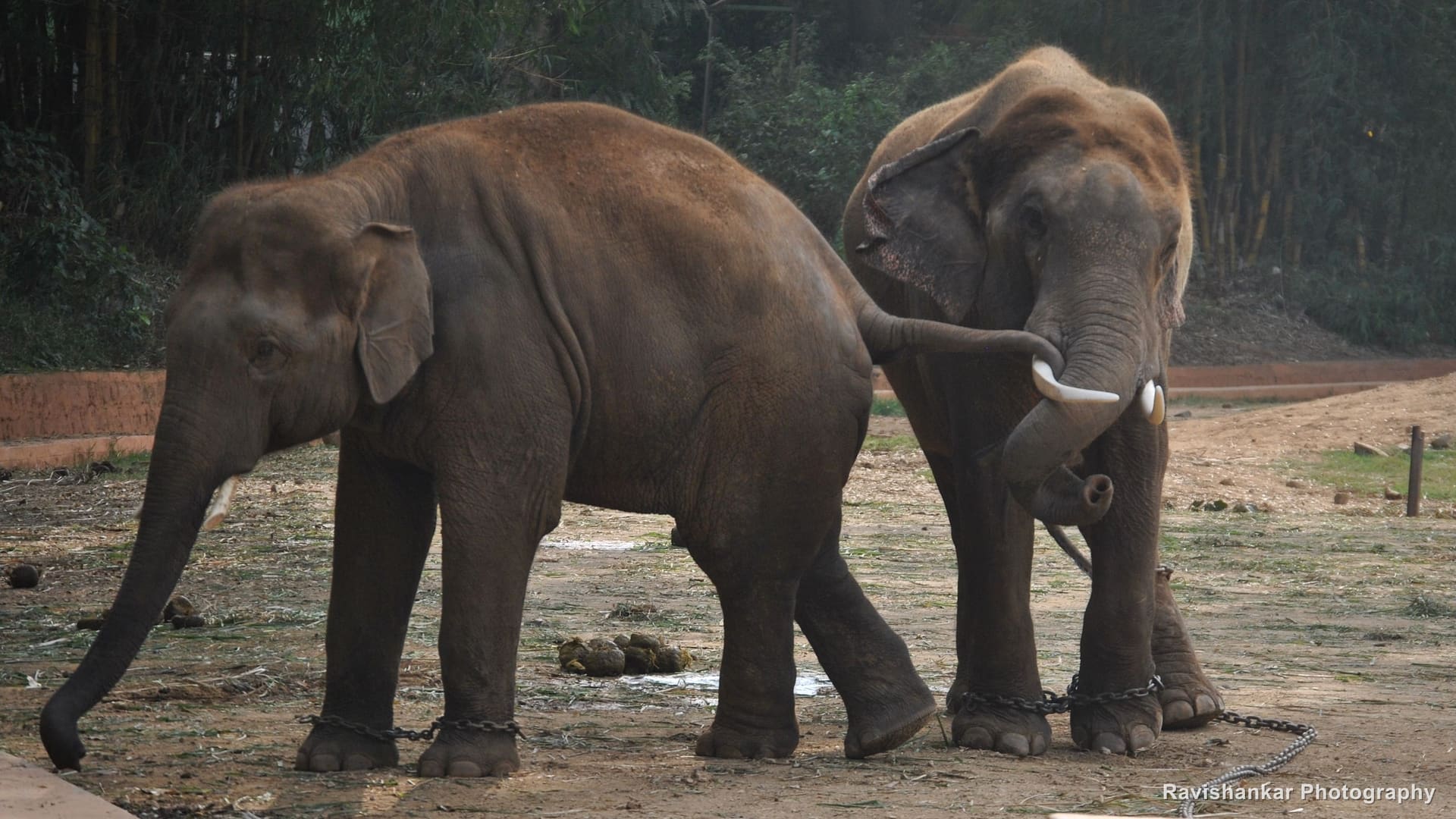 Asian Elephant, two elephants interacting in their enclosure — Mysore Zoo, Jan 2014