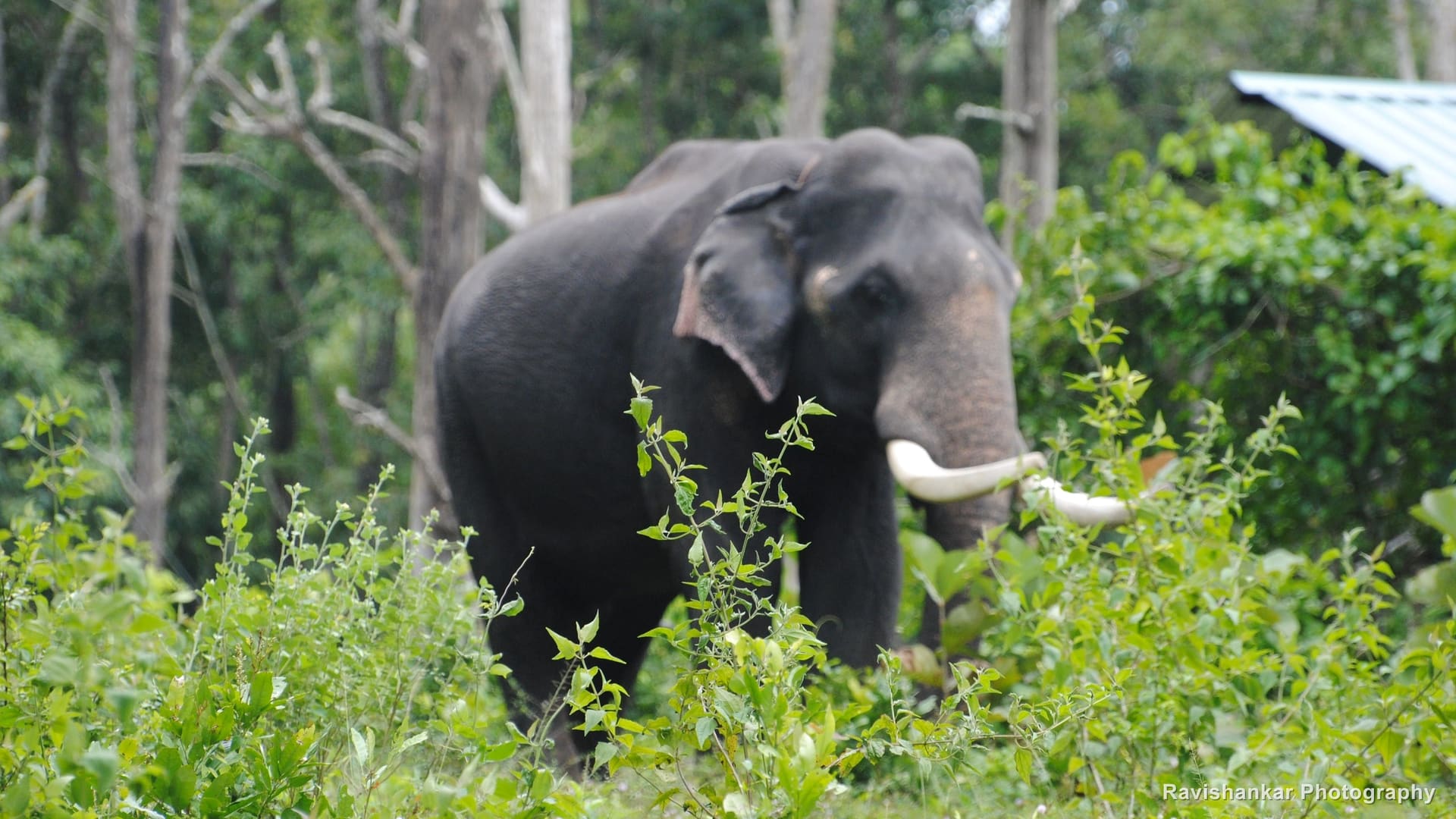 Elephants