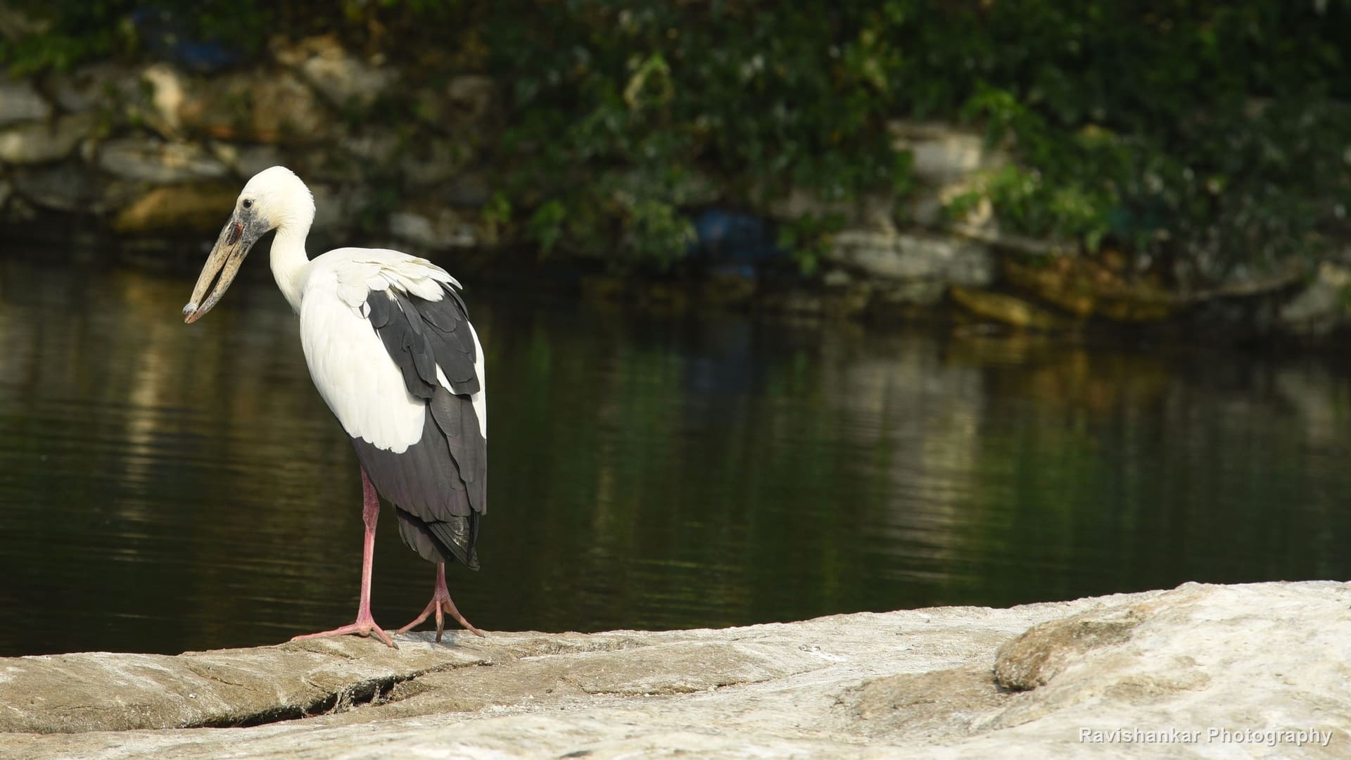 Asian Openbill, standing on a rock by the river — Ranganathittu Bird Sanctuary, Karnataka, Jan 2016