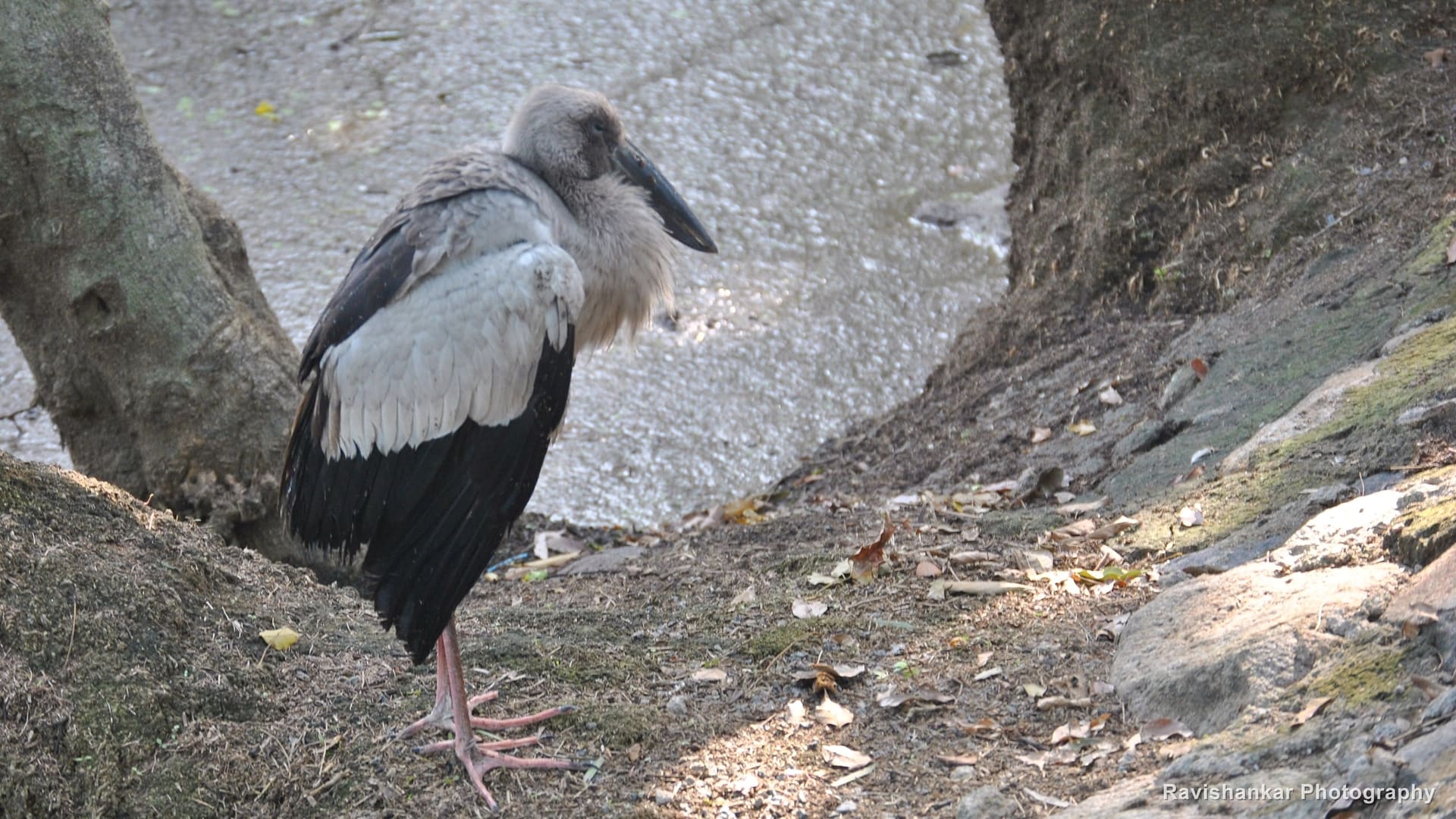 Vedanthangal Bird Sanctuary, Tamil Nadu