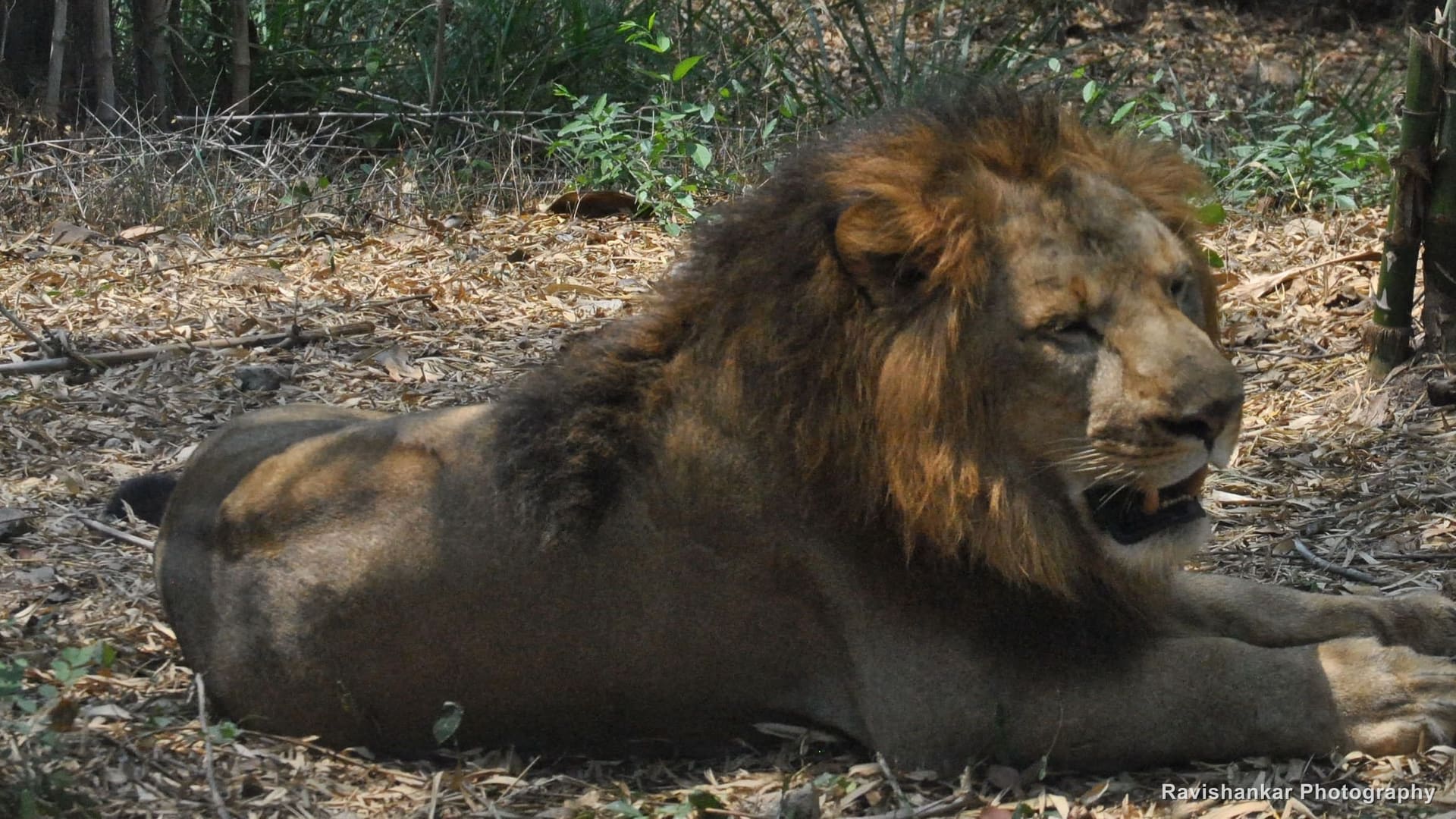 Asiatic Lion, male resting in the shade — Bannerghatta Biological Park, Bengaluru, Karnataka, Apr 2014