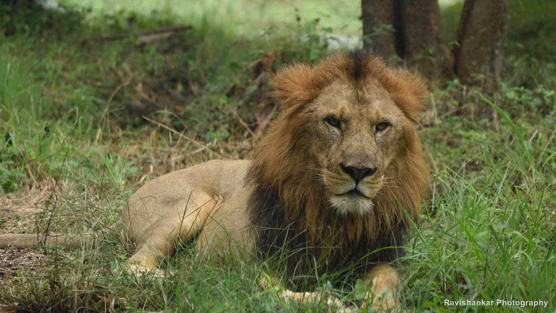 Asiatic Lion, male resting on the grass, looking at the camera — Bannerghatta Biological Park, Bengaluru, Karnataka, Aug 2016