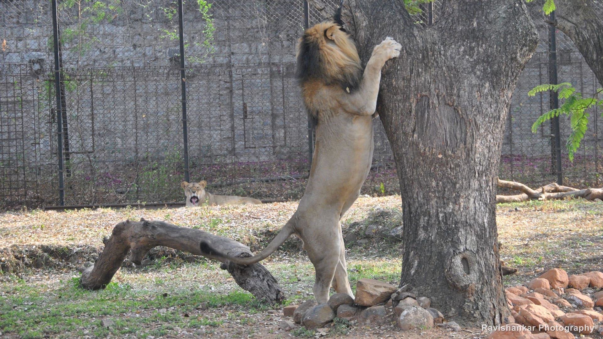 Asiatic Lion, male standing against a tree trunk, scratching — Mysore Zoo, Jan 2014