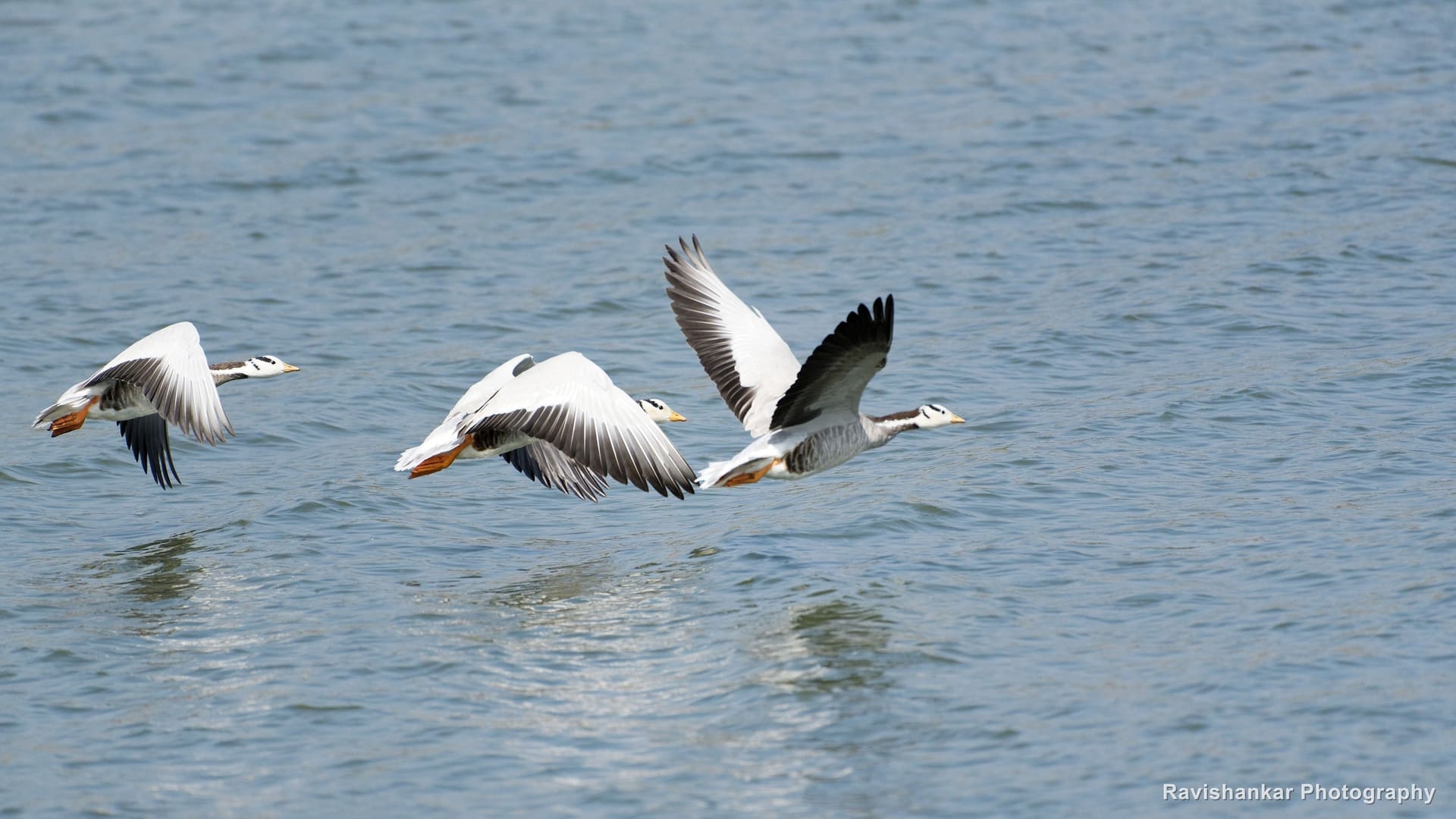 Geese