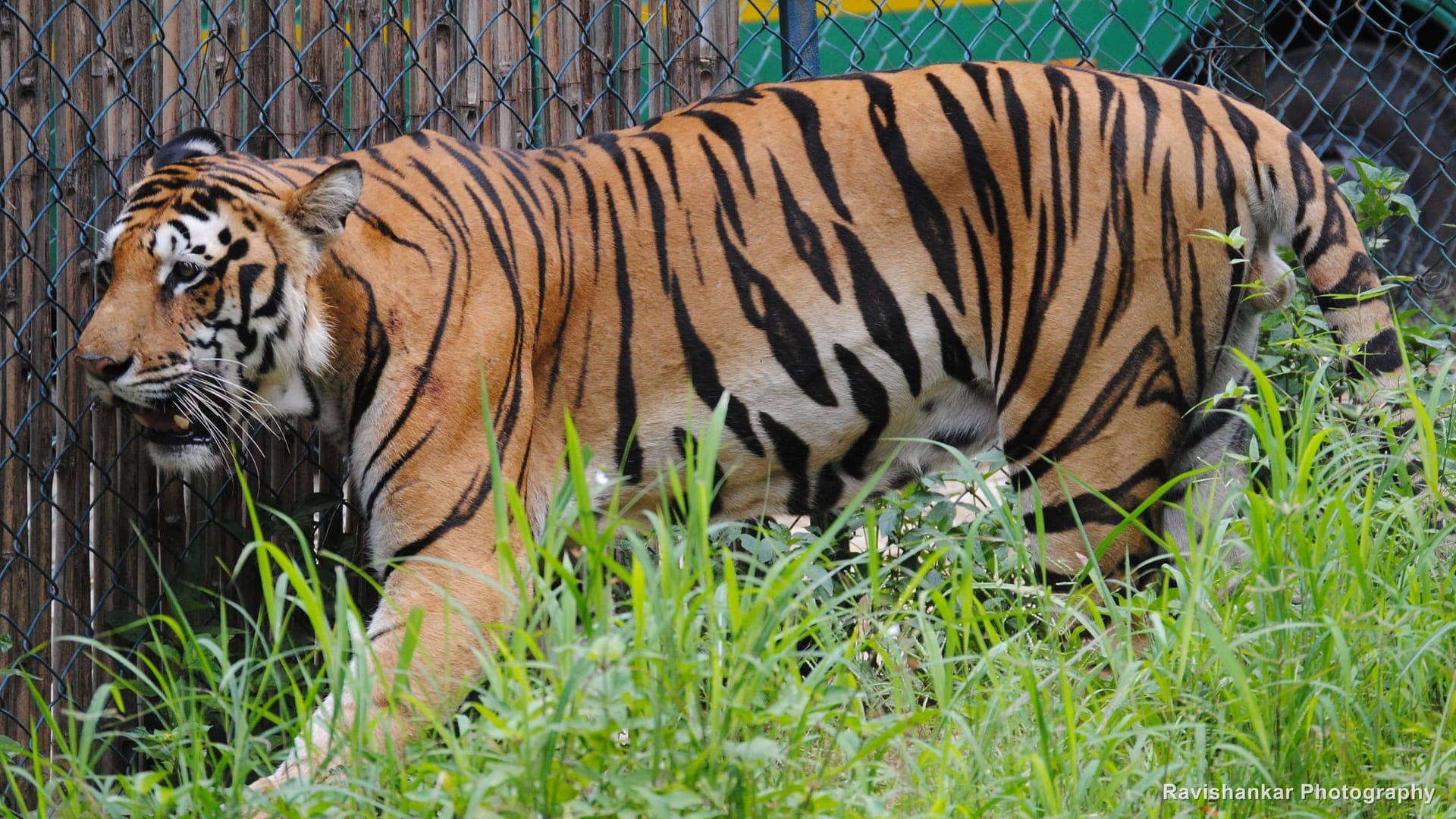 Bengal Tiger, tiger walking along a fence — Bannerghatta Biological Park, Bengaluru, Karnataka, Jul 2015