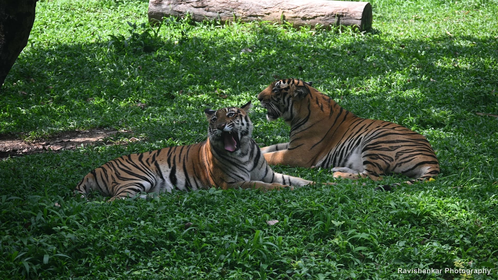 Bengal Tiger, two tigers on the lawn, one growling — Bannerghatta Biological Park, Bengaluru, Karnataka, May 2026