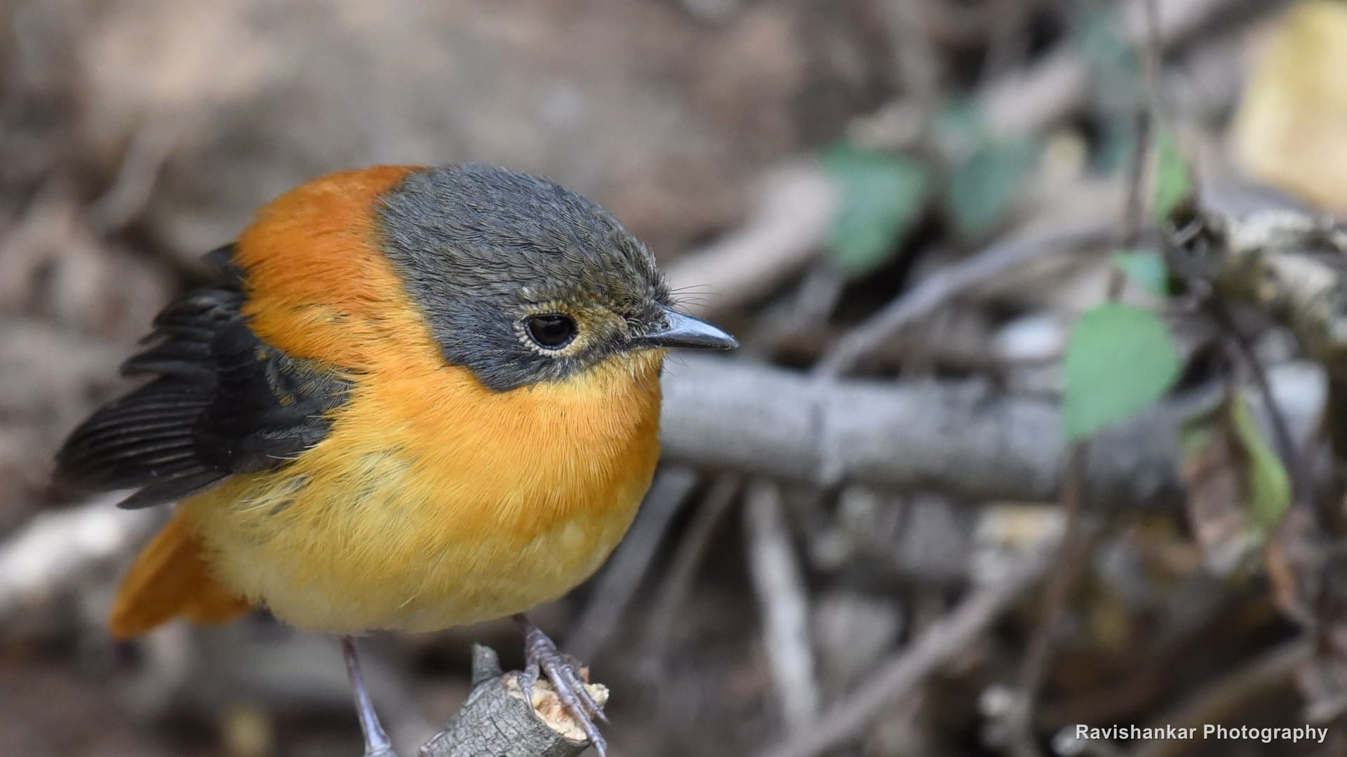 Black-and-orange Flycatcher, on the ground among dry leaves — Ooty, Tamil Nadu, Feb 2017
