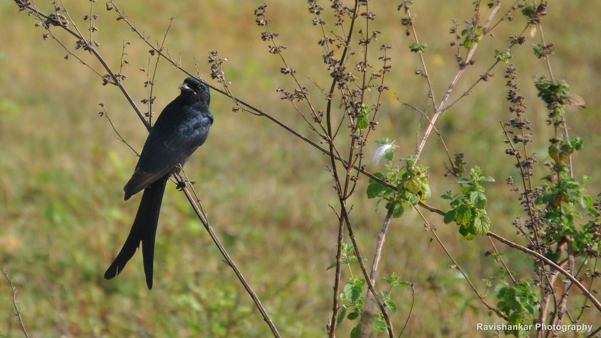 Black Drongo, perched on a dry stem, green meadow behind — Hesaraghatta Lake, Bengaluru, Karnataka, Dec 2015