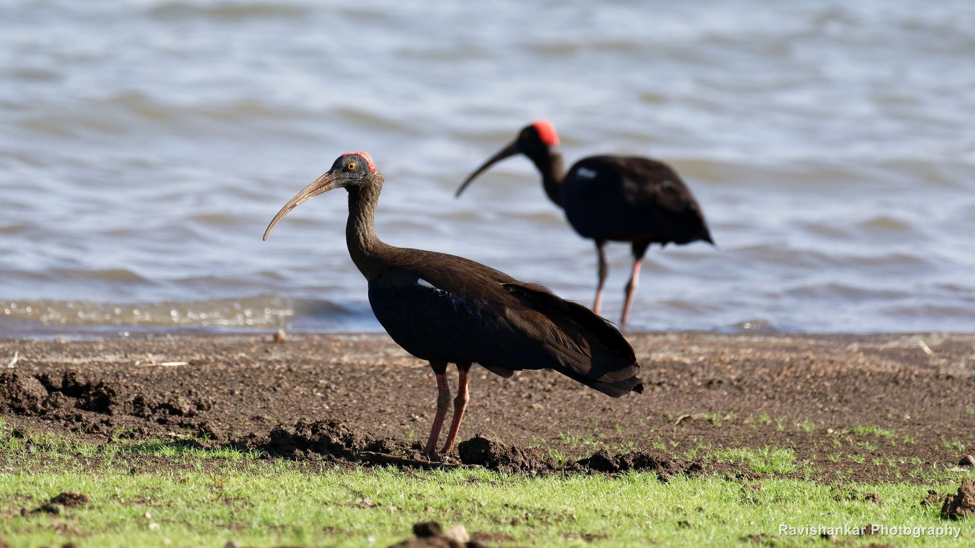Black Ibis, pair on the muddy shore — Kabini, Karnataka, Feb 2018