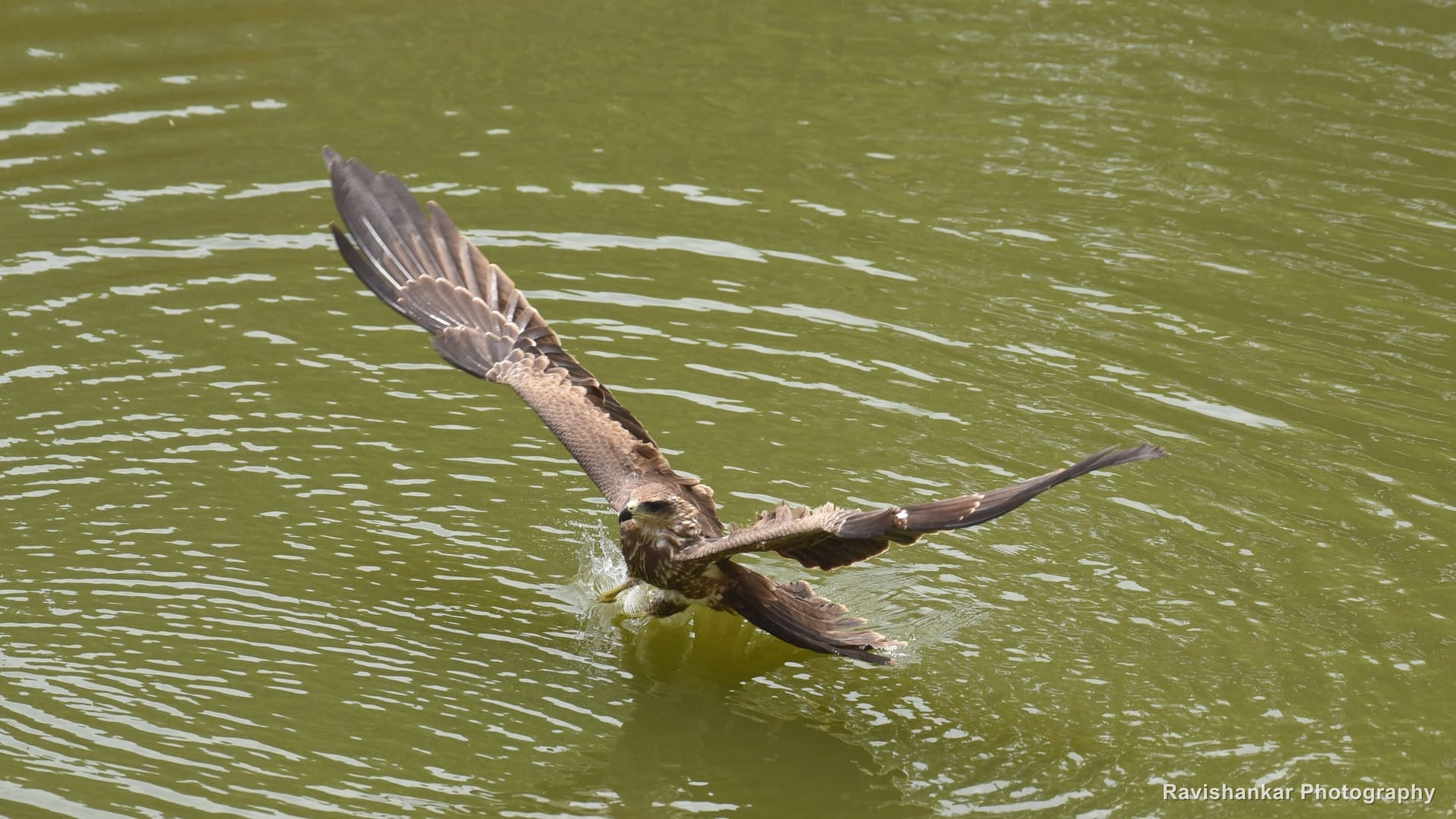 Black Kite, skimming the water, wings stretched — Hesaraghatta Lake, Bengaluru, Karnataka, Aug 2017