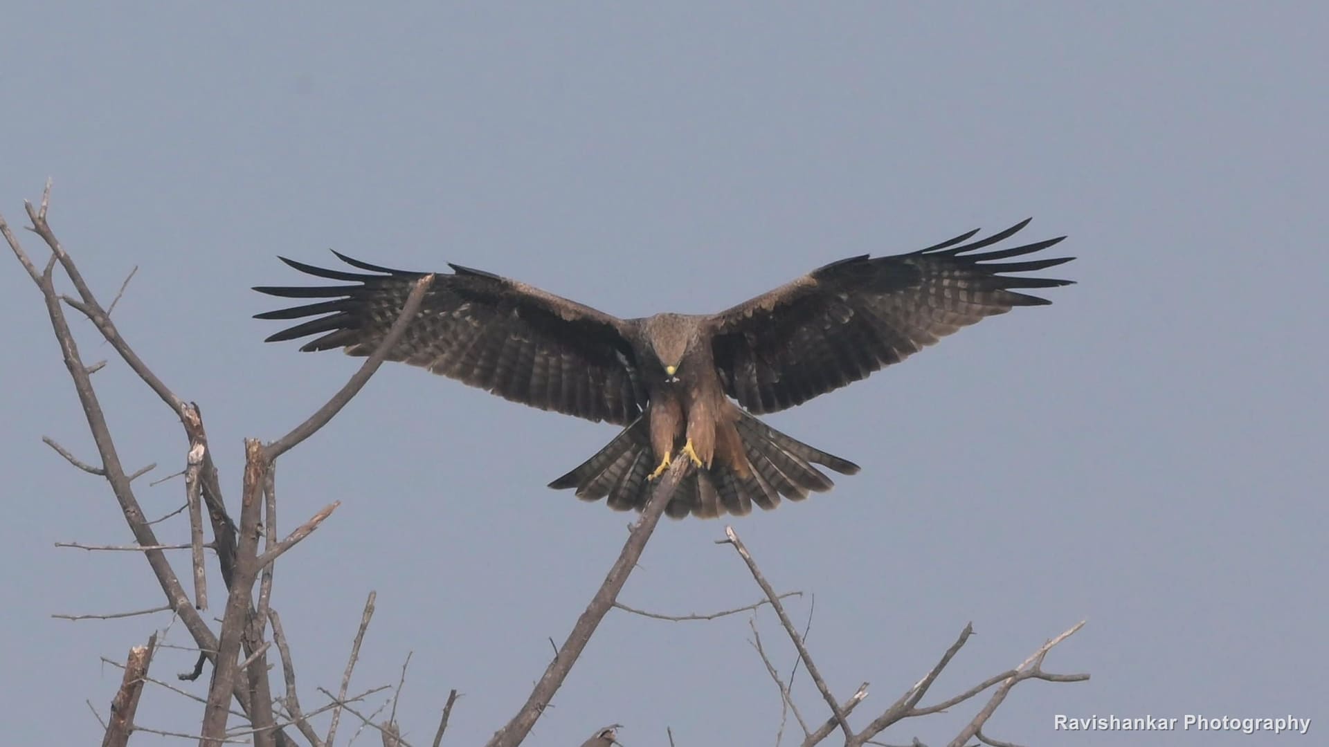 Black Kite, wings spread, landing on a bare tree — Hoskote Lake, Bengaluru, Karnataka (place to confirm), Oct 2026