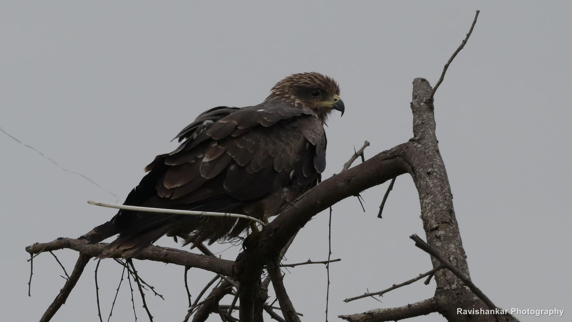 Black Kite, perched on a dead branch — Hoskote Lake, Bengaluru, Karnataka (place to confirm), Sep 2026