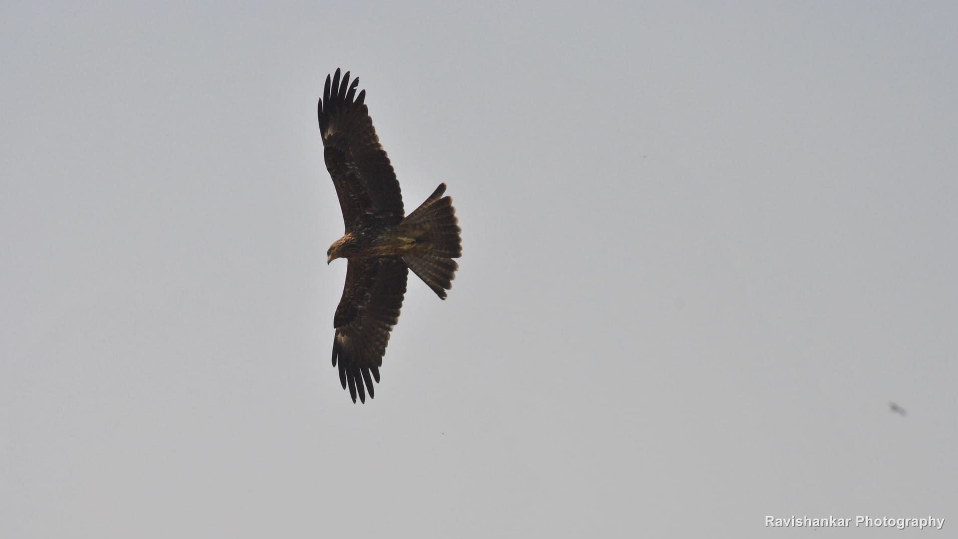 Black Kite, in flight from above — Lalbagh Botanical Garden, Bengaluru, Karnataka, Apr 2014