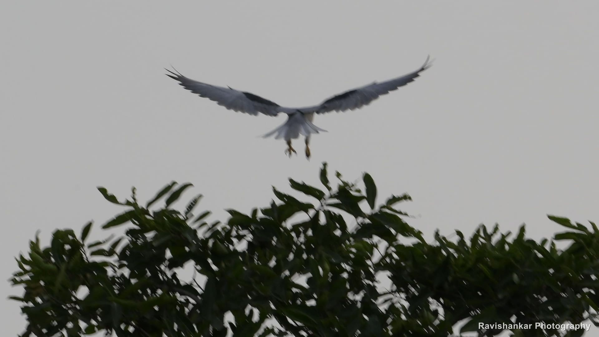 Black-winged Kite, hovering above a treetop — Hoskote Lake, Bengaluru, Karnataka (place to confirm), Jul 2026