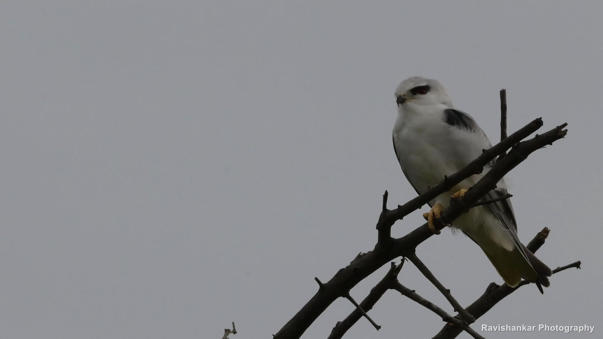 Black-winged Kite, perched on a bare twig — Hoskote Lake, Bengaluru, Karnataka (place to confirm), Sep 2026