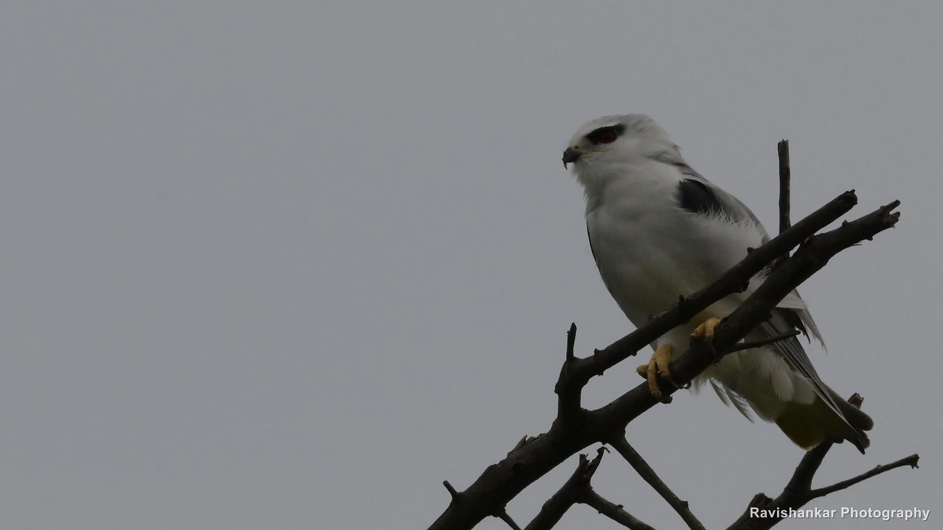 Black-winged Kite, perched on a bare twig — Hoskote Lake, Bengaluru, Karnataka (place to confirm), Sep 2026