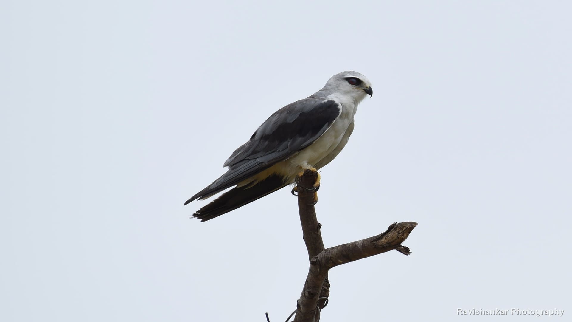 Black-winged Kite, perched on a dead branch against a pale sky — Pulicat Lake, Tamil Nadu / Andhra Pradesh, Jul 2017
