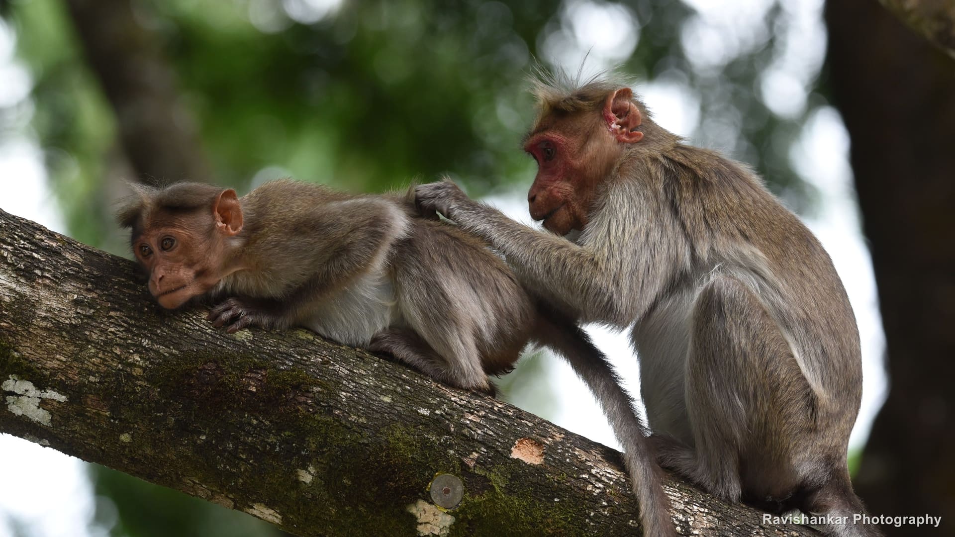 Bonnet Macaque, pair grooming on a branch — Valparai, Tamil Nadu, Sep 2016