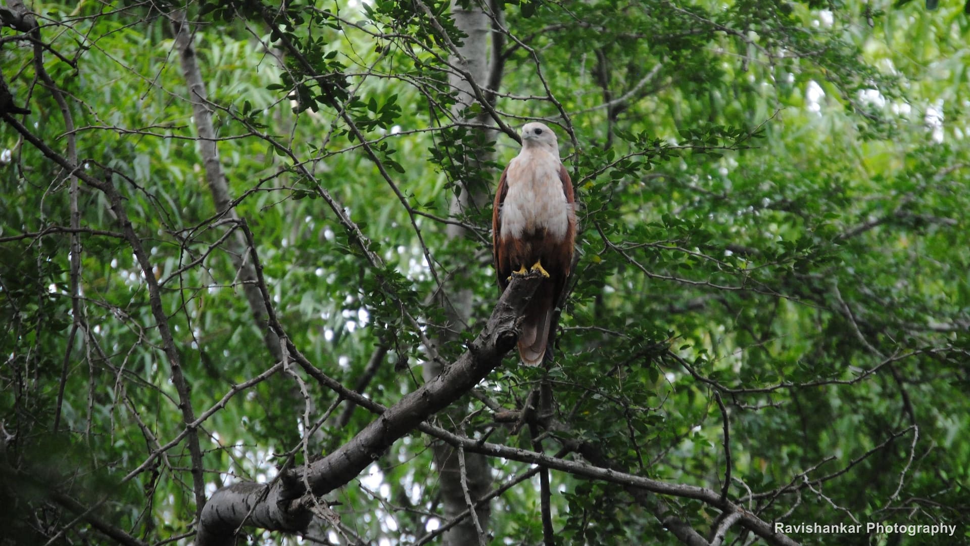 Brahminy Kite, perched in the aviary — Bannerghatta Biological Park, Bengaluru, Karnataka, Jul 2015