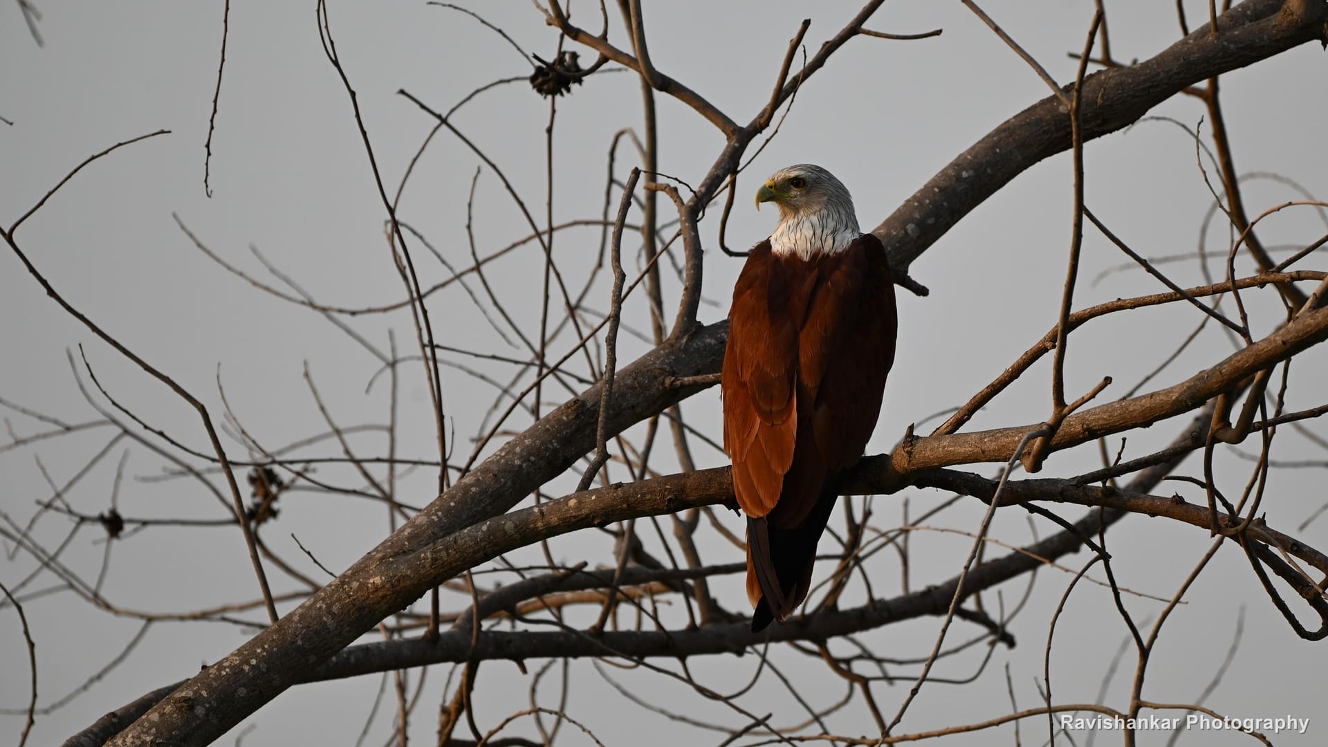 Brahminy Kite, perched on a bare branch — Lake near Bengaluru, Karnataka (place to confirm), Apr 2026