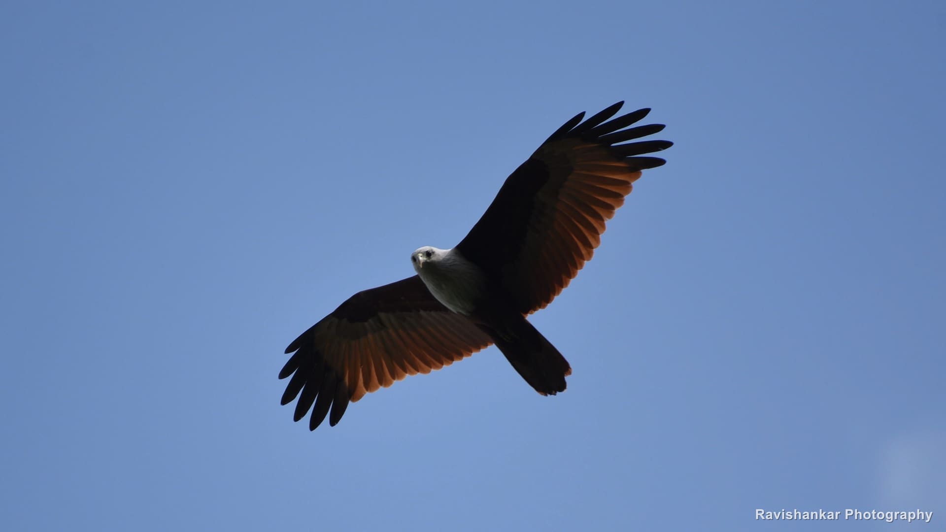 Brahminy Kite, soaring against a deep blue sky — Hebbal Lake, Bengaluru, Karnataka, Dec 2016