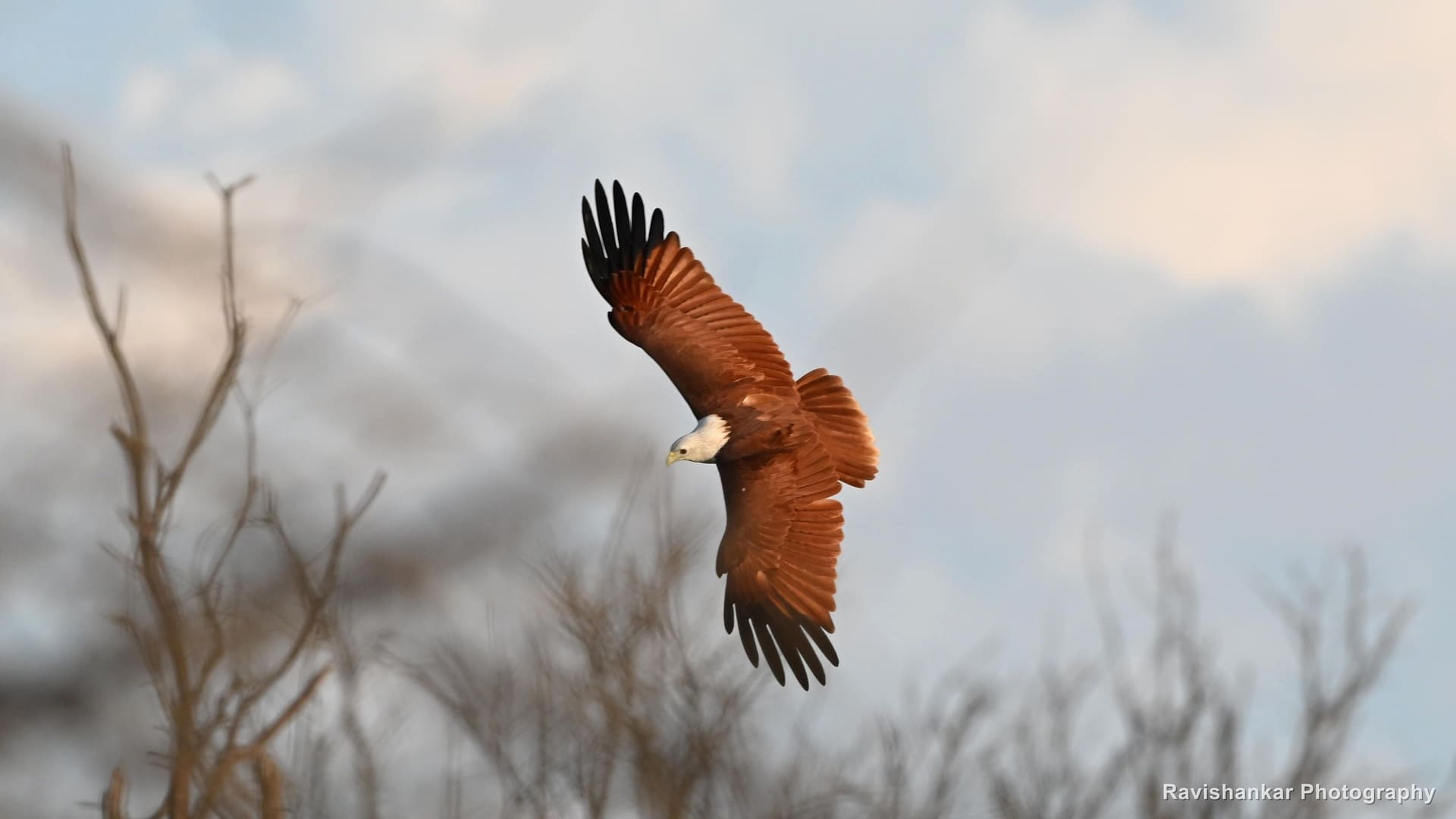 Brahminy Kite, diving between thorny trees, evening light — Hoskote Lake, Bengaluru, Karnataka (place to confirm), Oct 2026