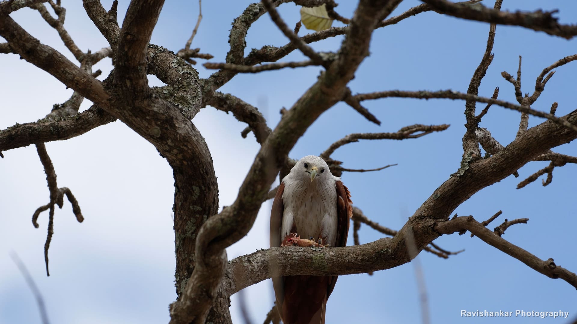 Brahminy Kite, perched in a bare tree — Kabini, Karnataka, Feb 2018