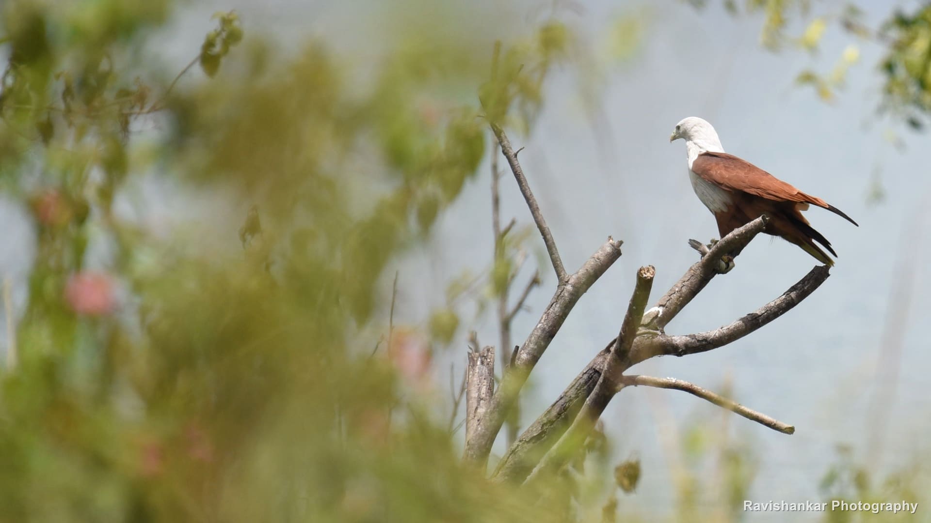 Brahminy Kite, perched on a bare twig above the water — T G Halli Reservoir, Karnataka, Aug 2017