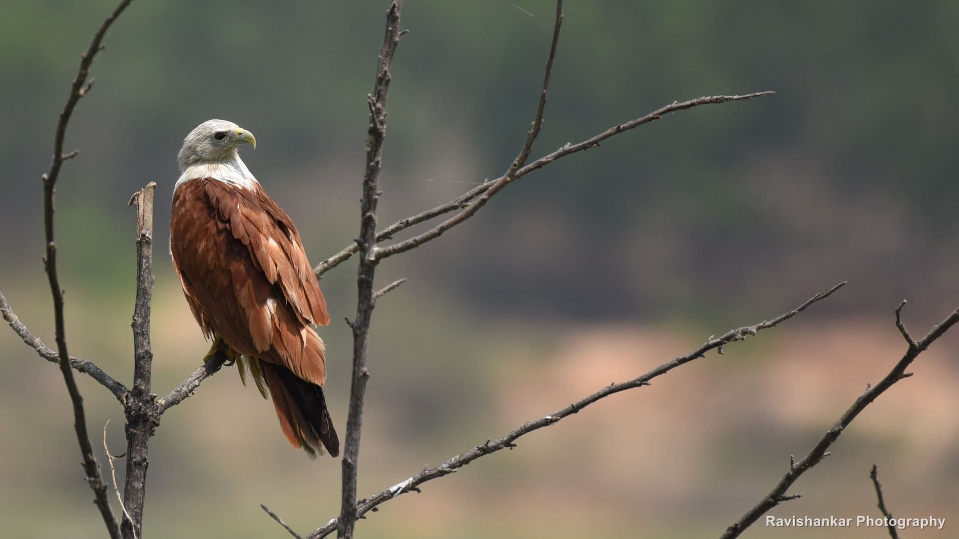 Brahminy Kite, perched on a bare branch above the lake — T G Halli Reservoir, Karnataka, Mar 2017