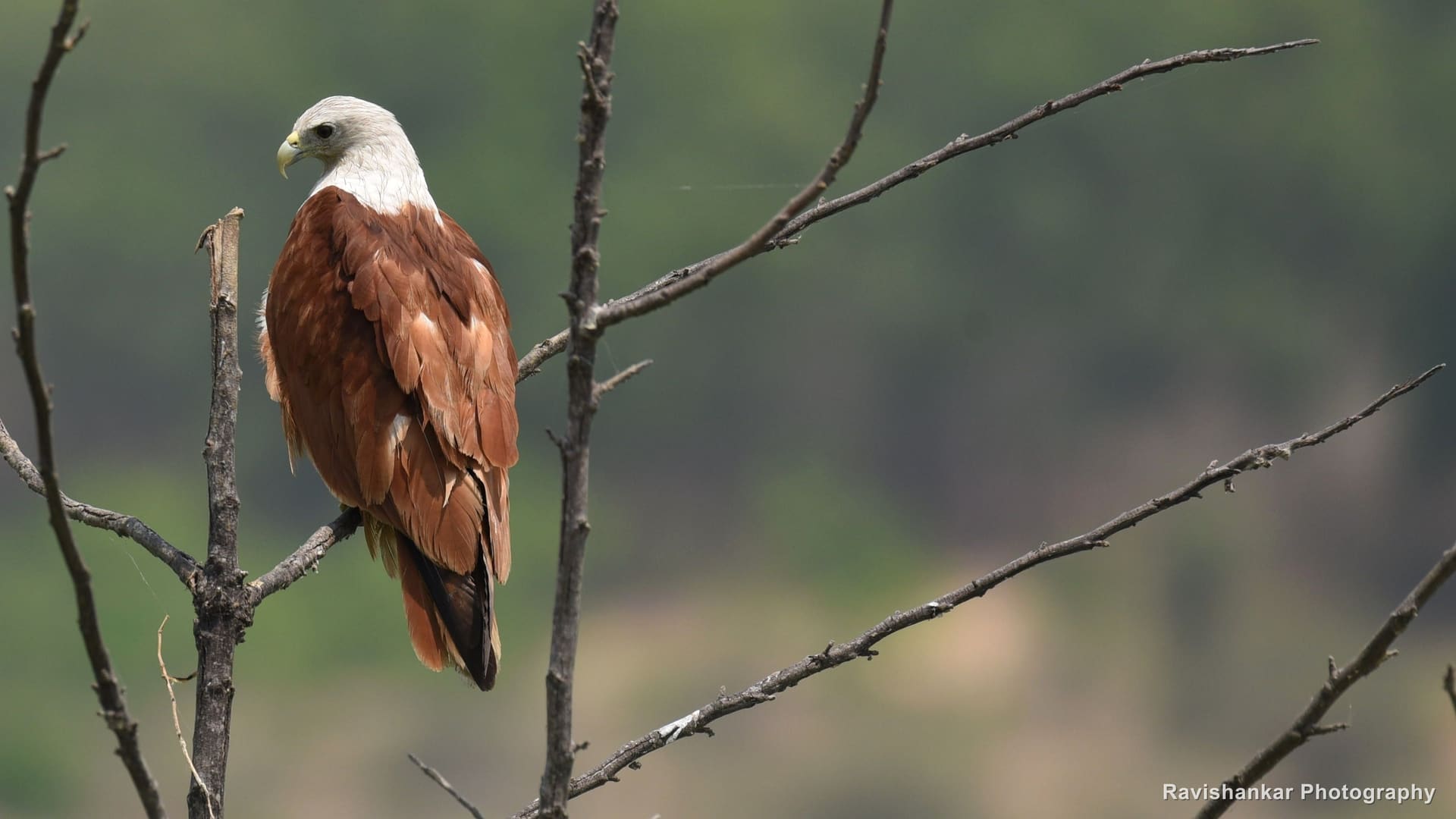 Brahminy Kite, perched on a bare branch above the lake — T G Halli Reservoir, Karnataka, Mar 2017