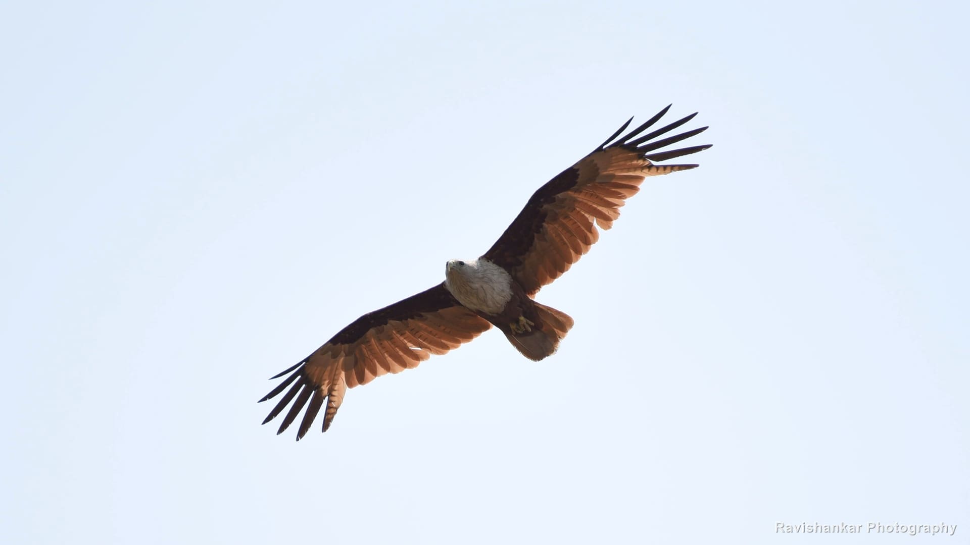 Brahminy Kite, soaring against a pale sky — T G Halli Reservoir, Karnataka, Mar 2017