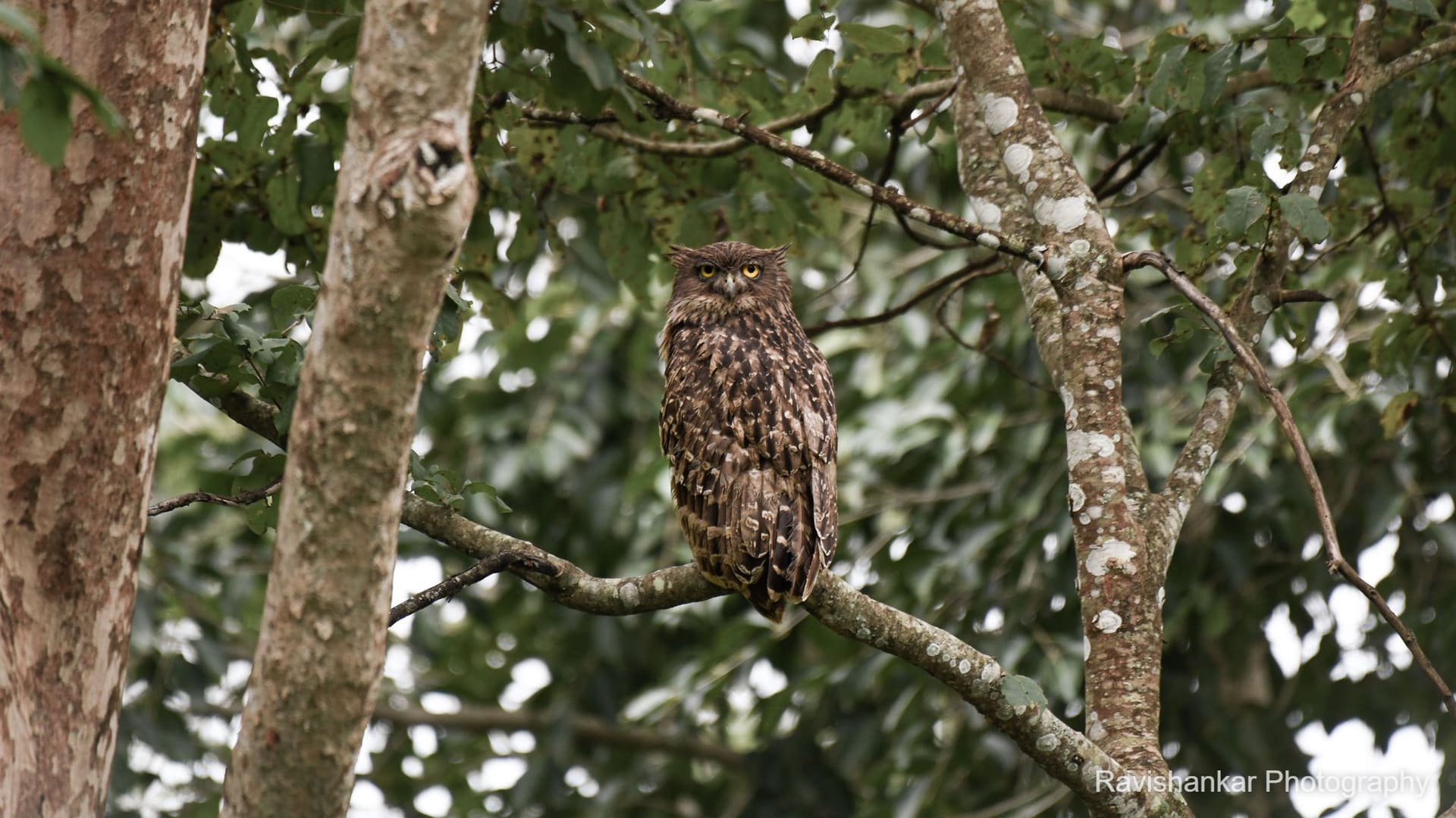 Brown Fish Owl — Bandipur - Jungle Lodges, Dec 2021