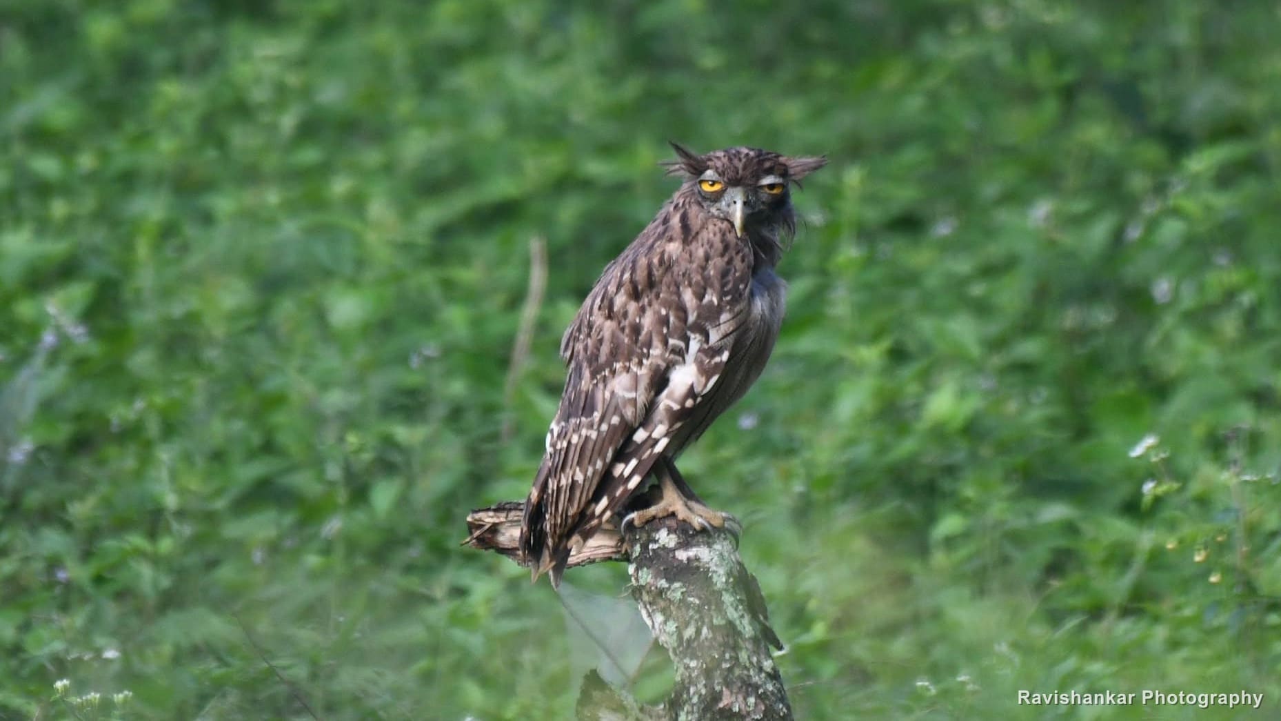 Owls