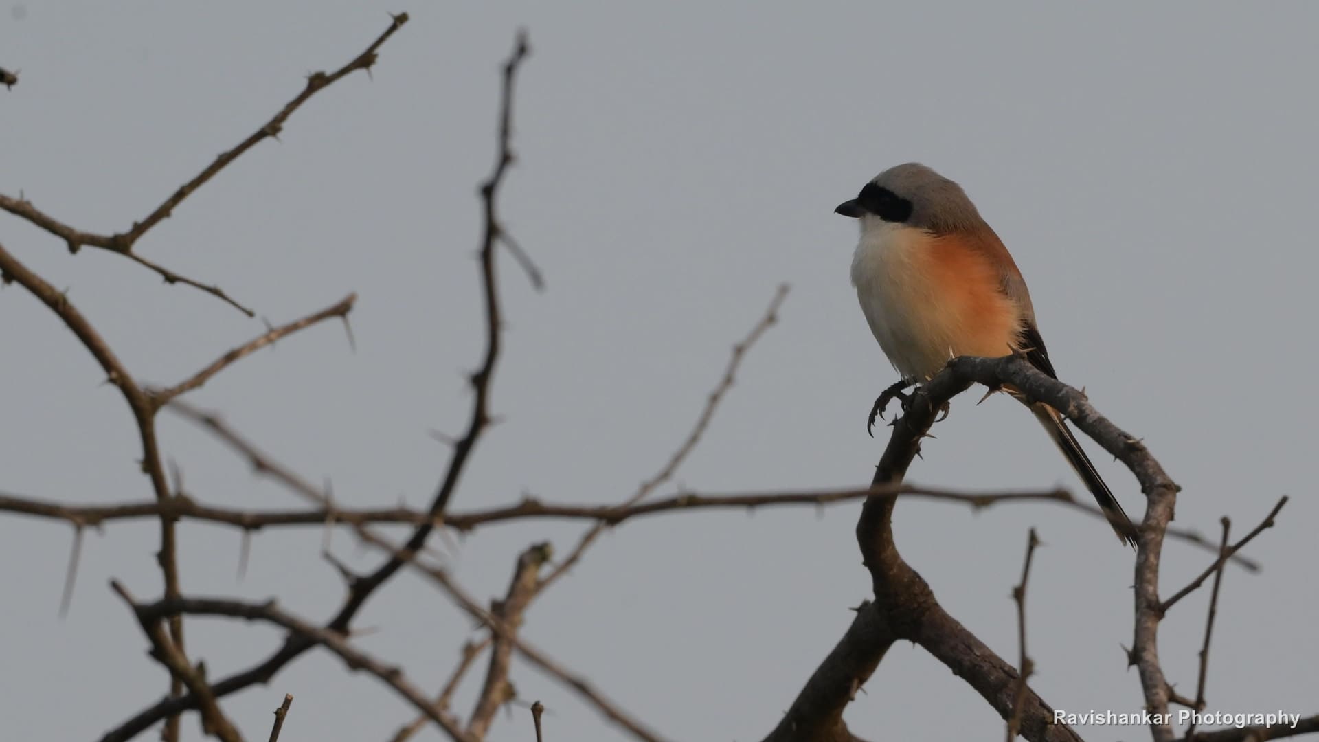 Brown Shrike, perched on a thorny branch — Hoskote Lake, Bengaluru, Karnataka (place to confirm), Oct 2026