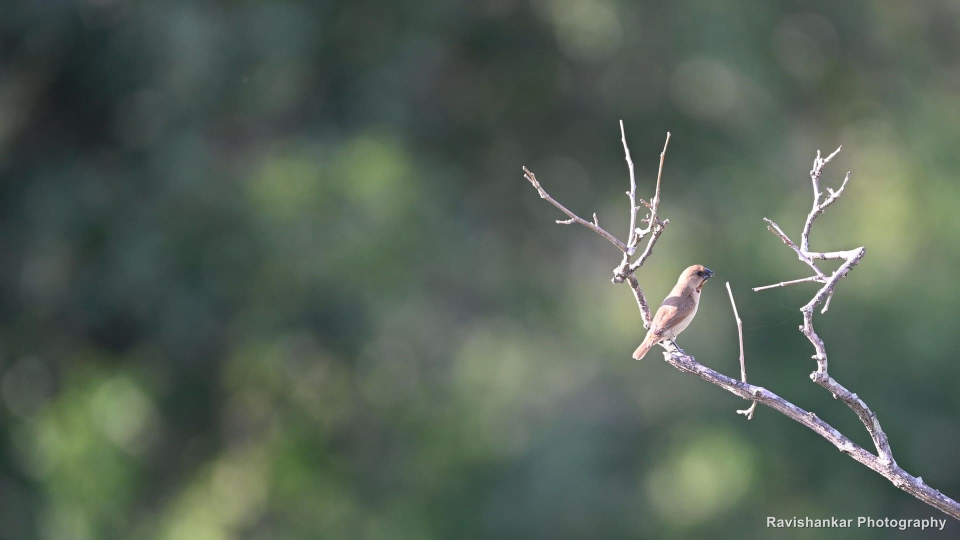 Brown Shrike, on a thin branch, soft green background — Hoskote Lake, Bengaluru, Karnataka (place to confirm), Oct 2026