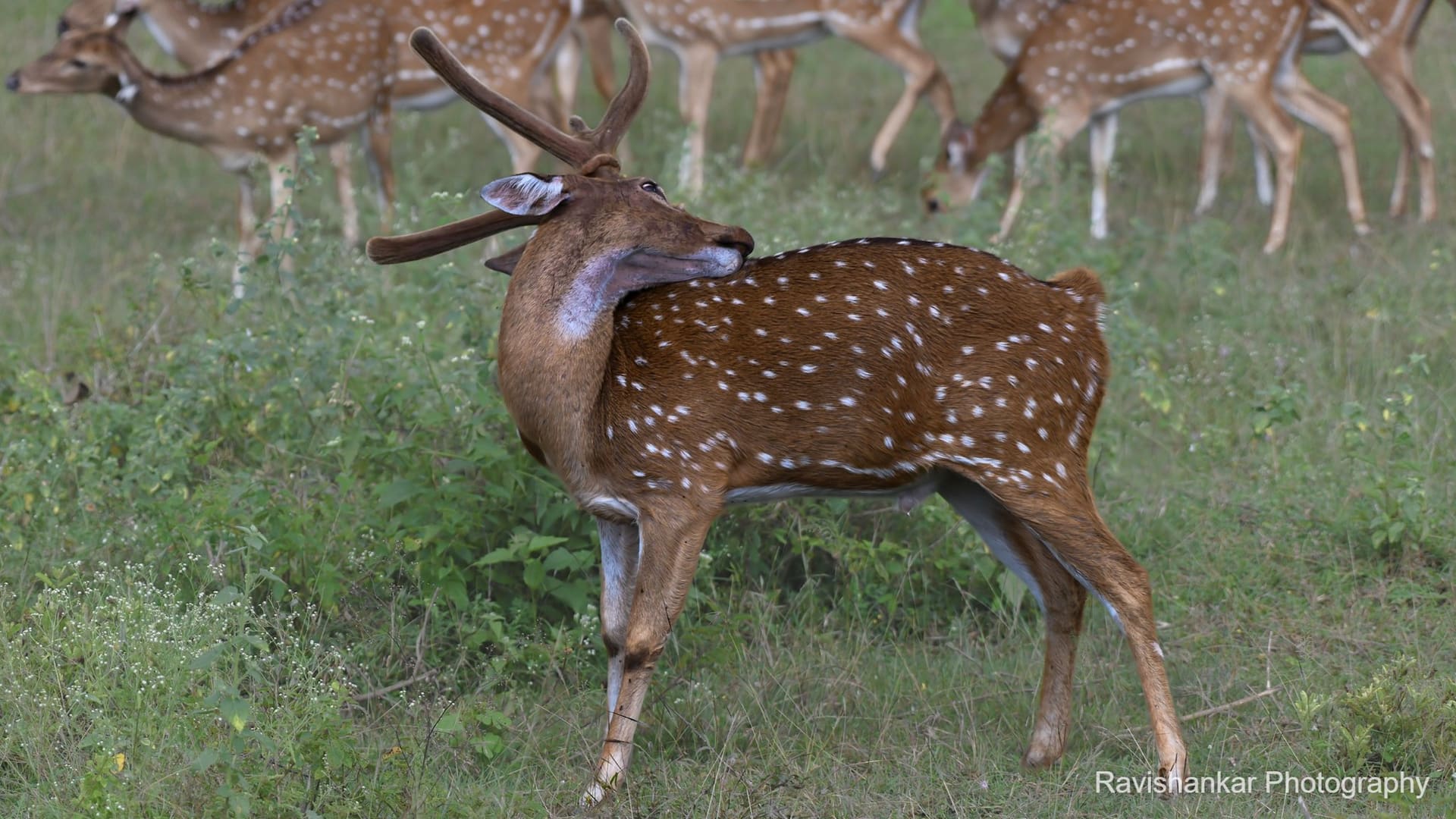 Chital — Bandipur - Jungle Lodges, Dec 2021