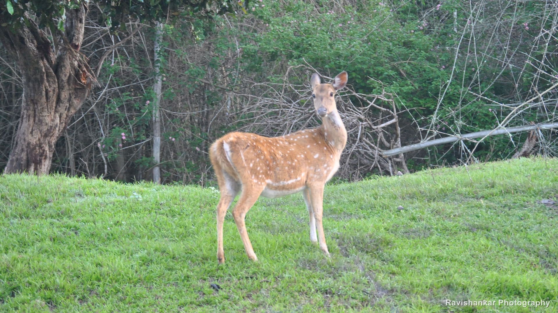 Chital, hind looking back — Bandipur / Masinagudi forest, Karnataka and Tamil Nadu, May 2014