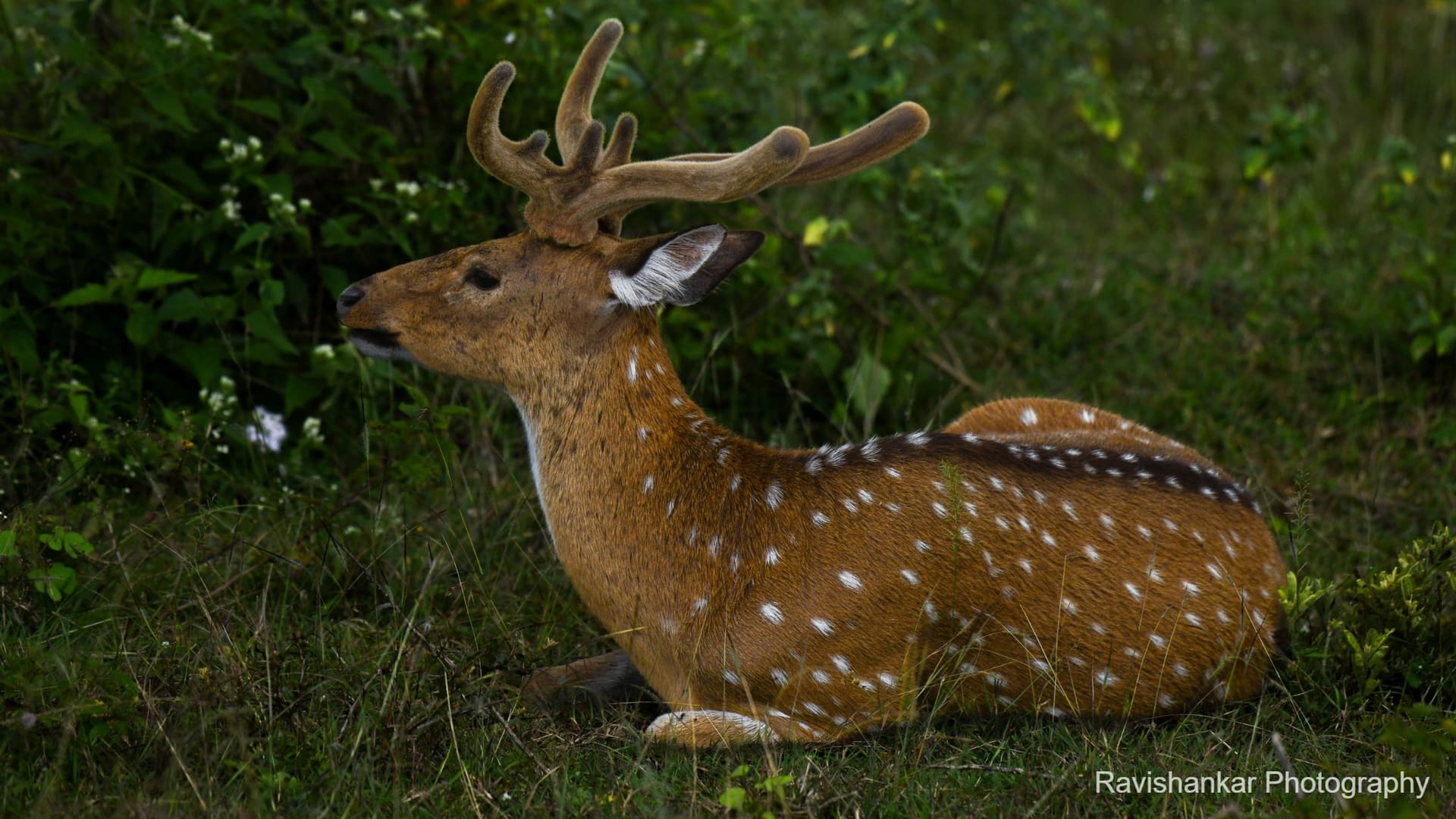 Chital — Bandipur - Jungle Lodges, Dec 2021