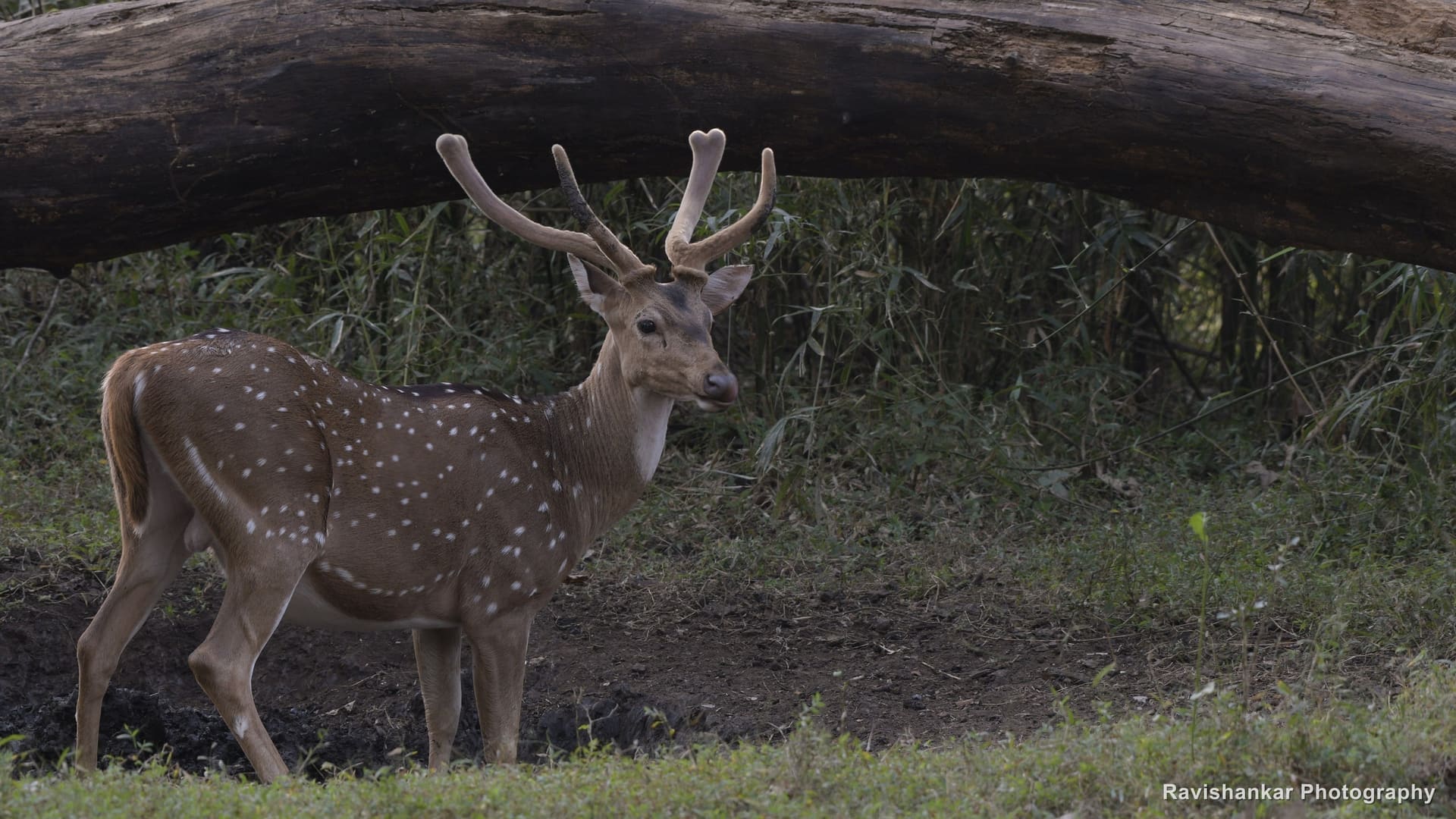Bhadra Tiger Reserve, Karnataka