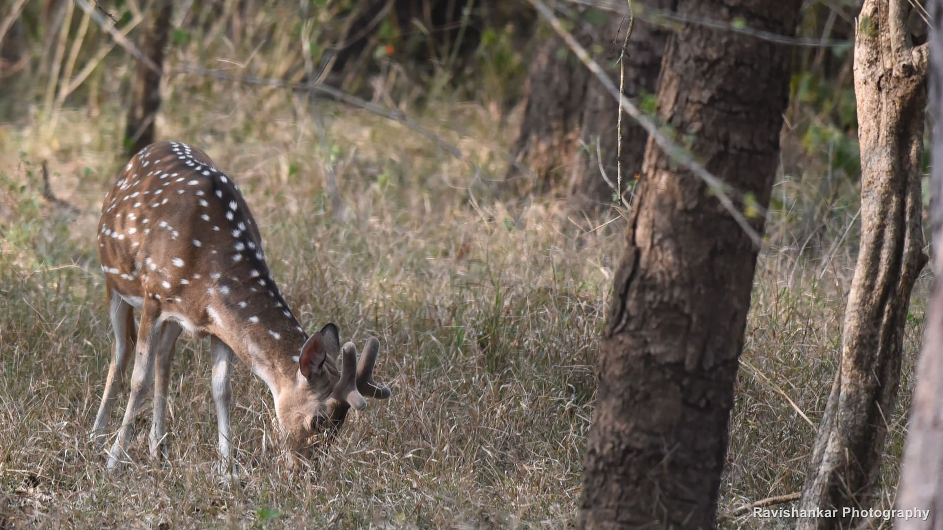 Chital, stag grazing in dry woodland — Kabini, Karnataka, Jan 2016
