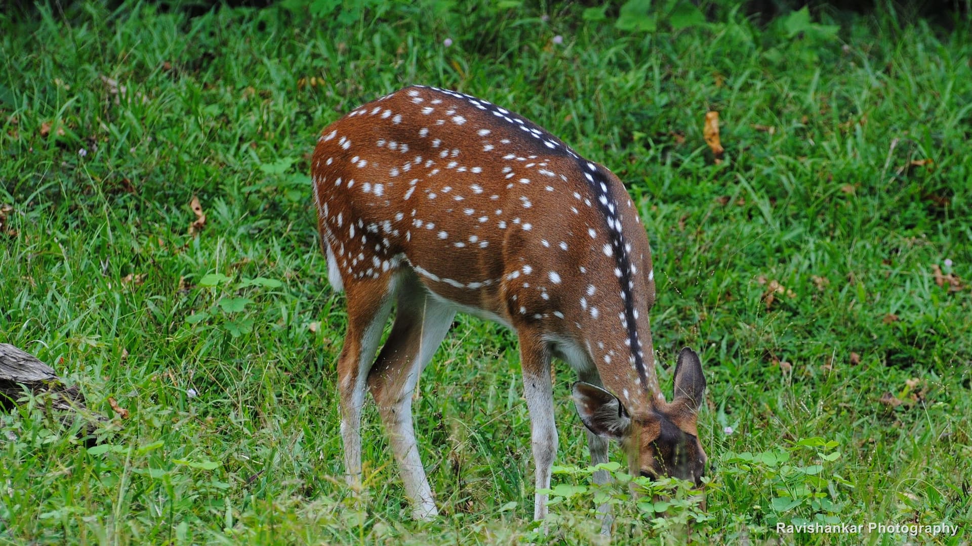 Chital, grazing on a green slope — Parambikulam Tiger Reserve, Kerala, Sep 2015