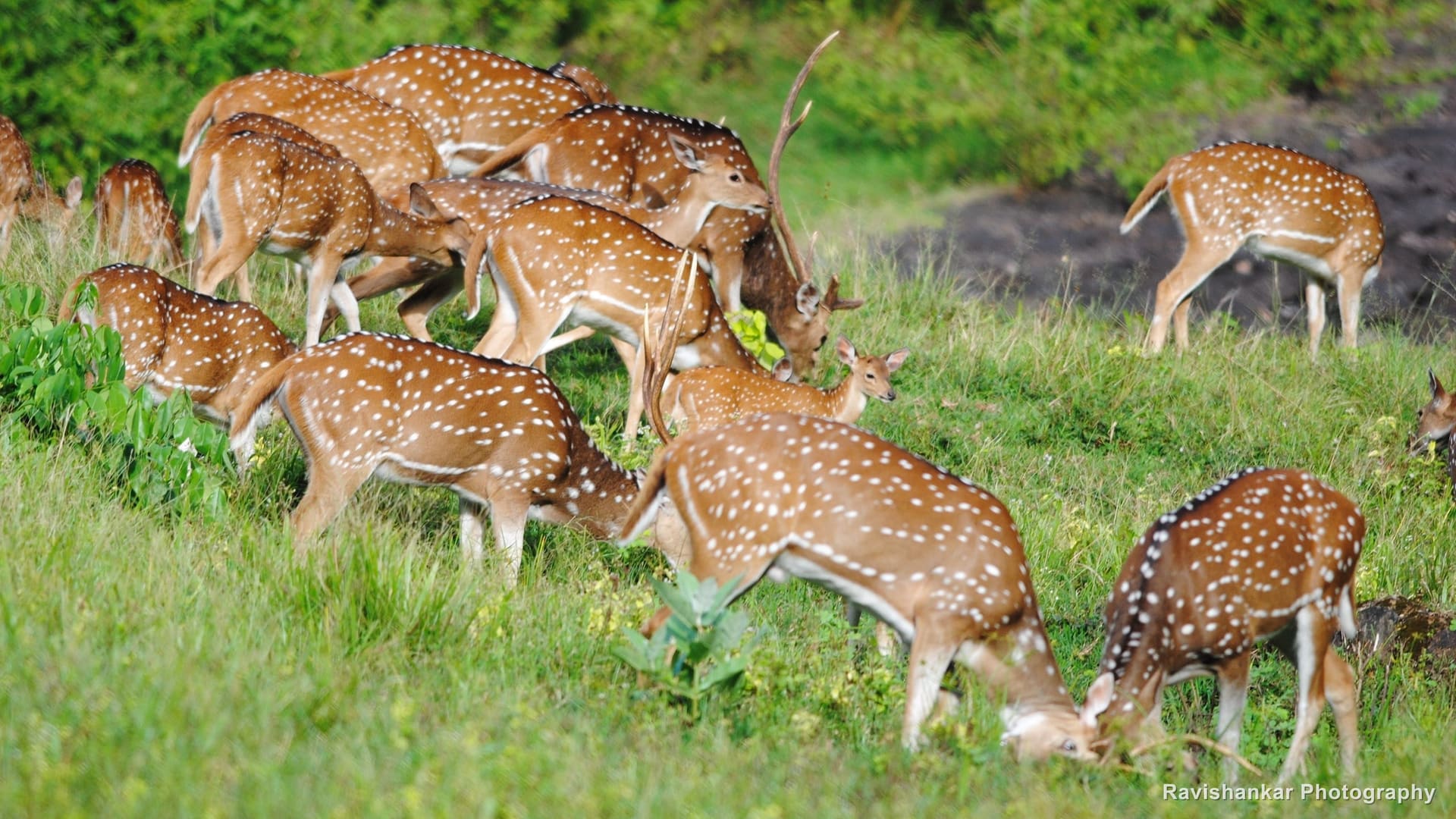 Chital, herd feeding by the water — Parambikulam Tiger Reserve, Kerala, Sep 2015