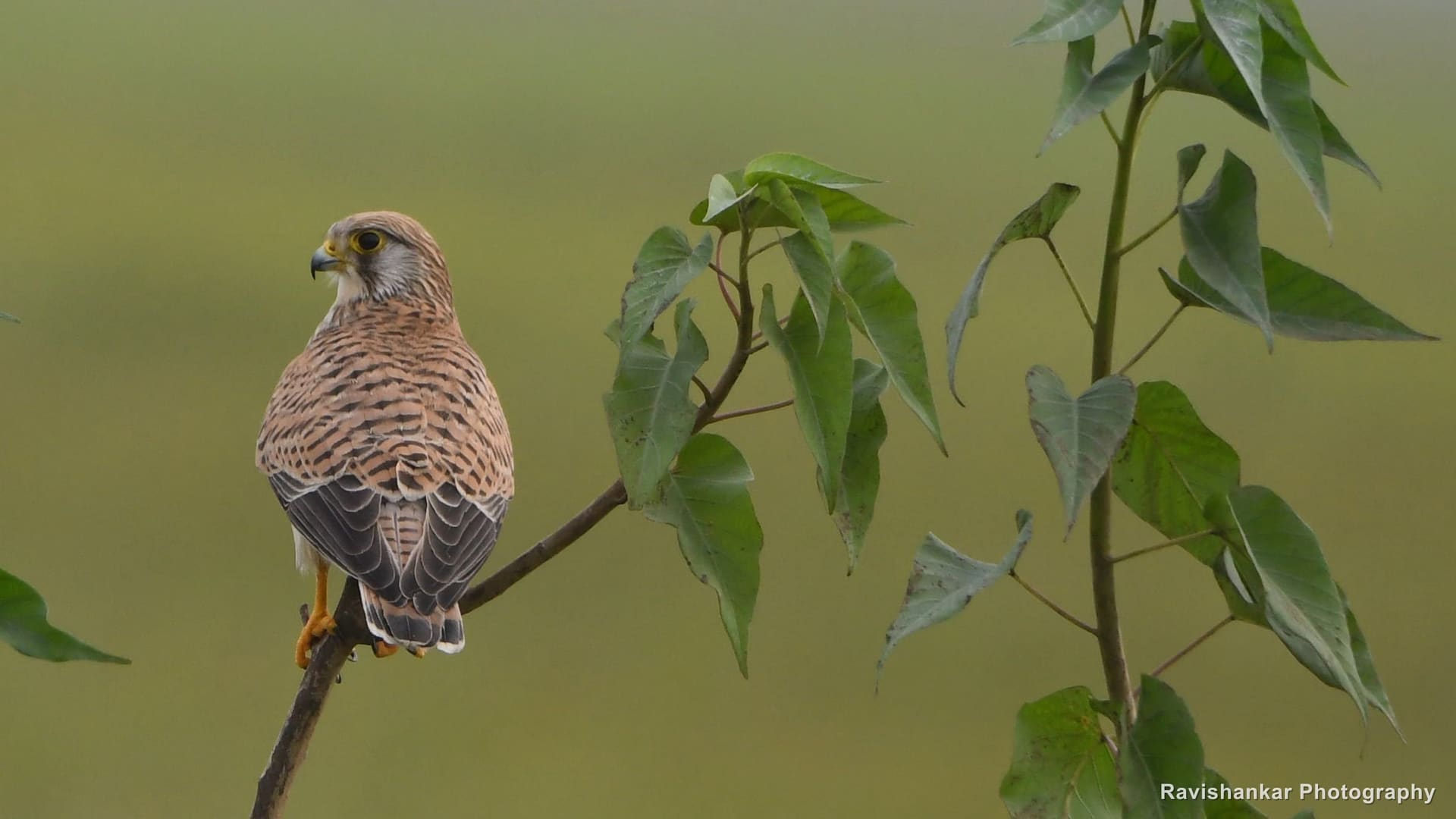 Common Kestrel, perched on a leafy sapling — Kaveripakkam, Tamil Nadu (place to confirm), Nov 2020