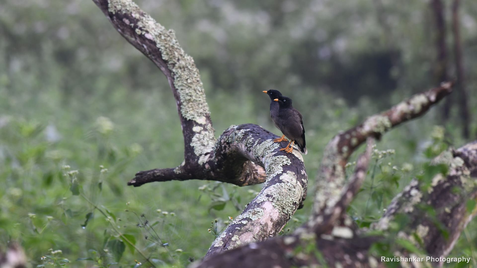 Mynas