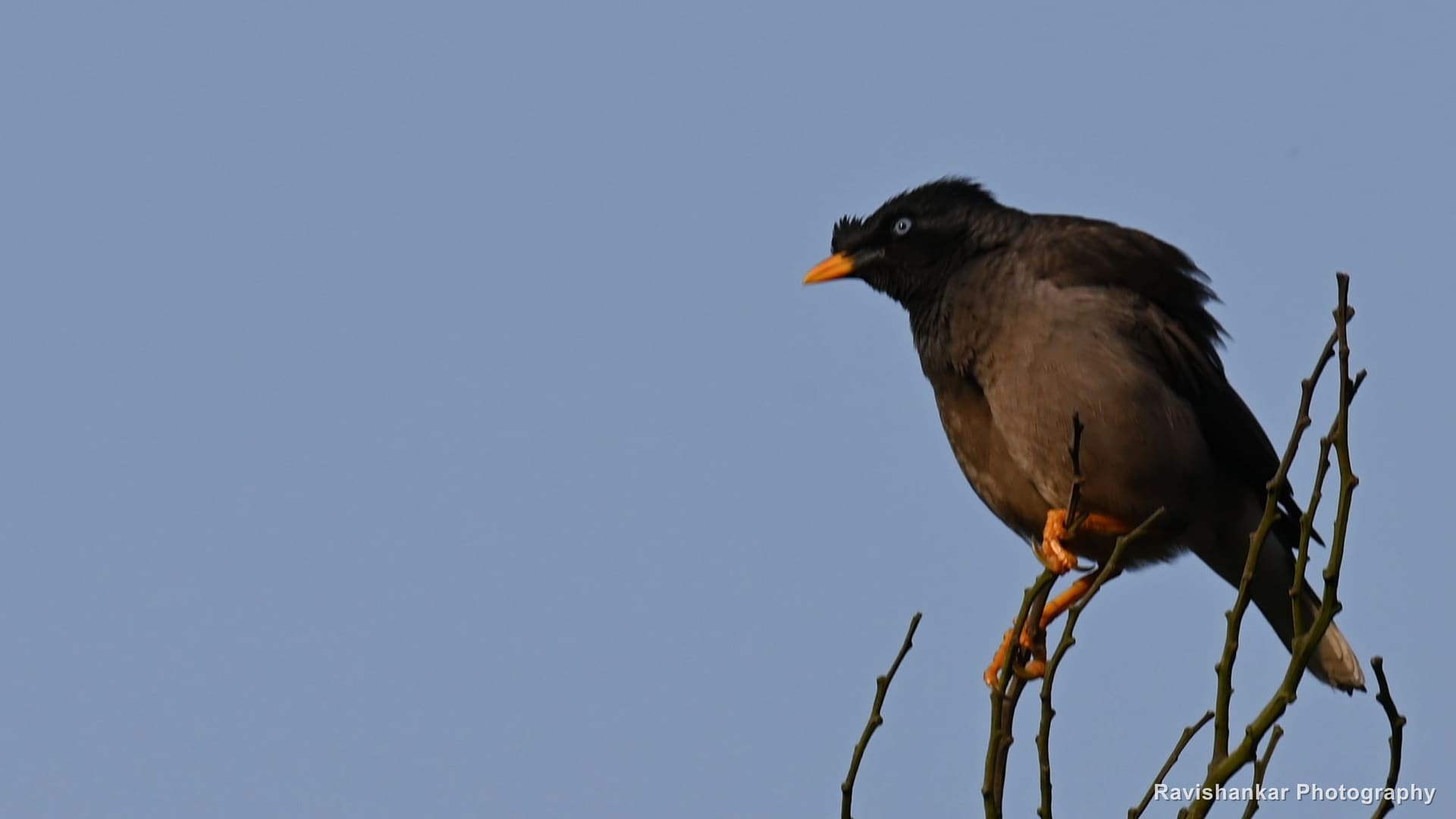 Common Myna, on a bare twig against blue-grey sky — Sim's Park, Ooty, Tamil Nadu, May 2025