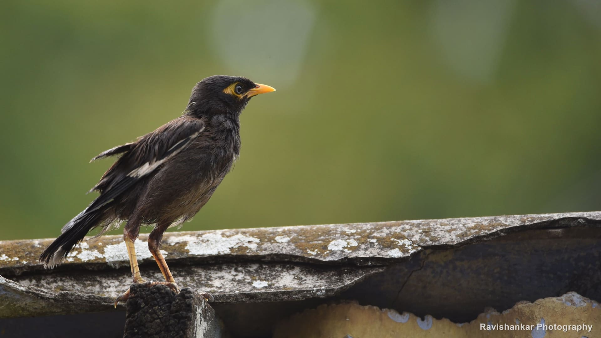 Common Myna, on a tin roof edge, soft background — Valparai, Tamil Nadu, Sep 2016