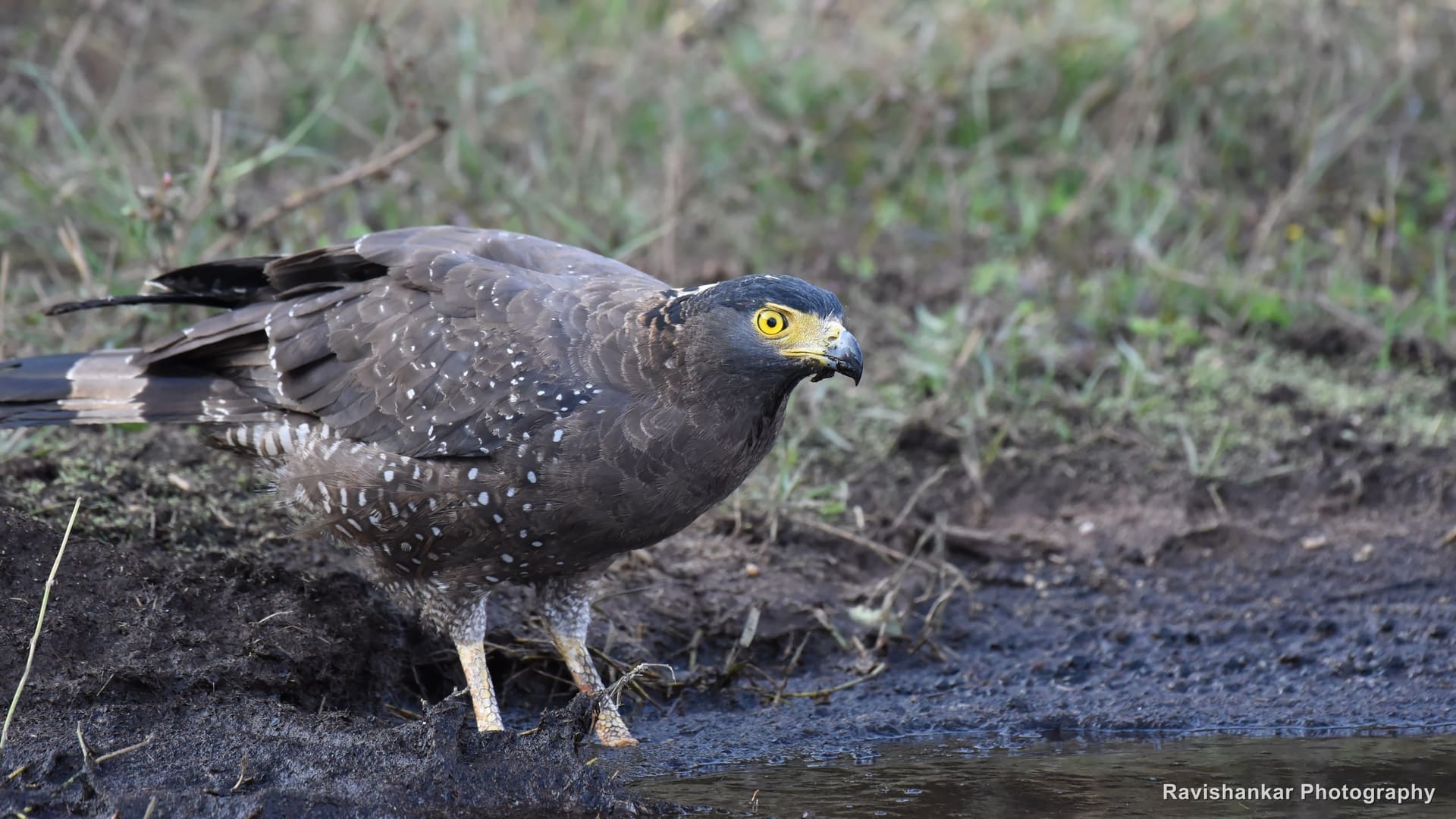 Crested Serpent Eagle, at the water's edge — Bhadra Tiger Reserve, Karnataka, Dec 2017