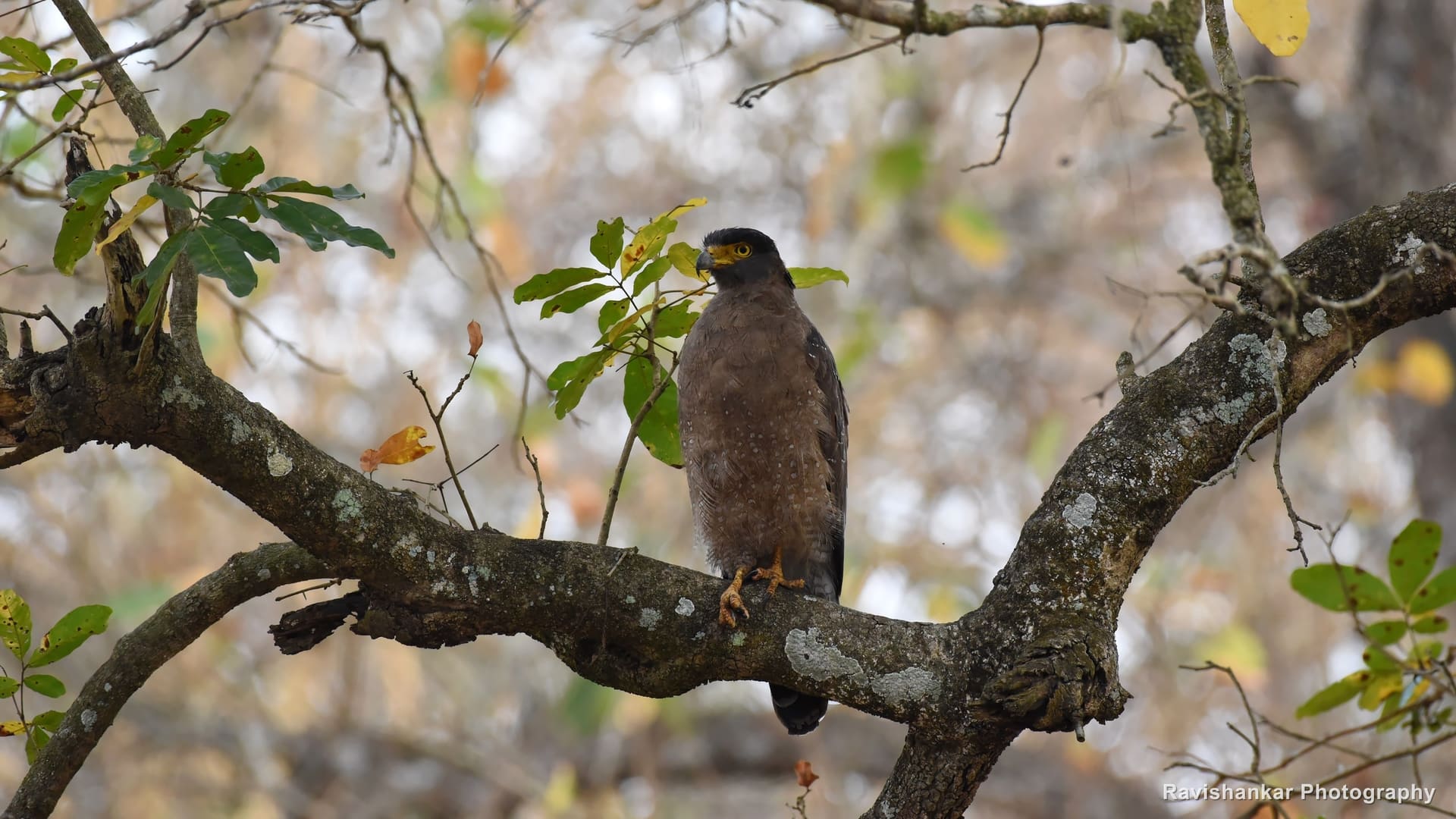 Crested Serpent Eagle, perched on a branch among autumn leaves — Kabini, Karnataka, Jan 2017