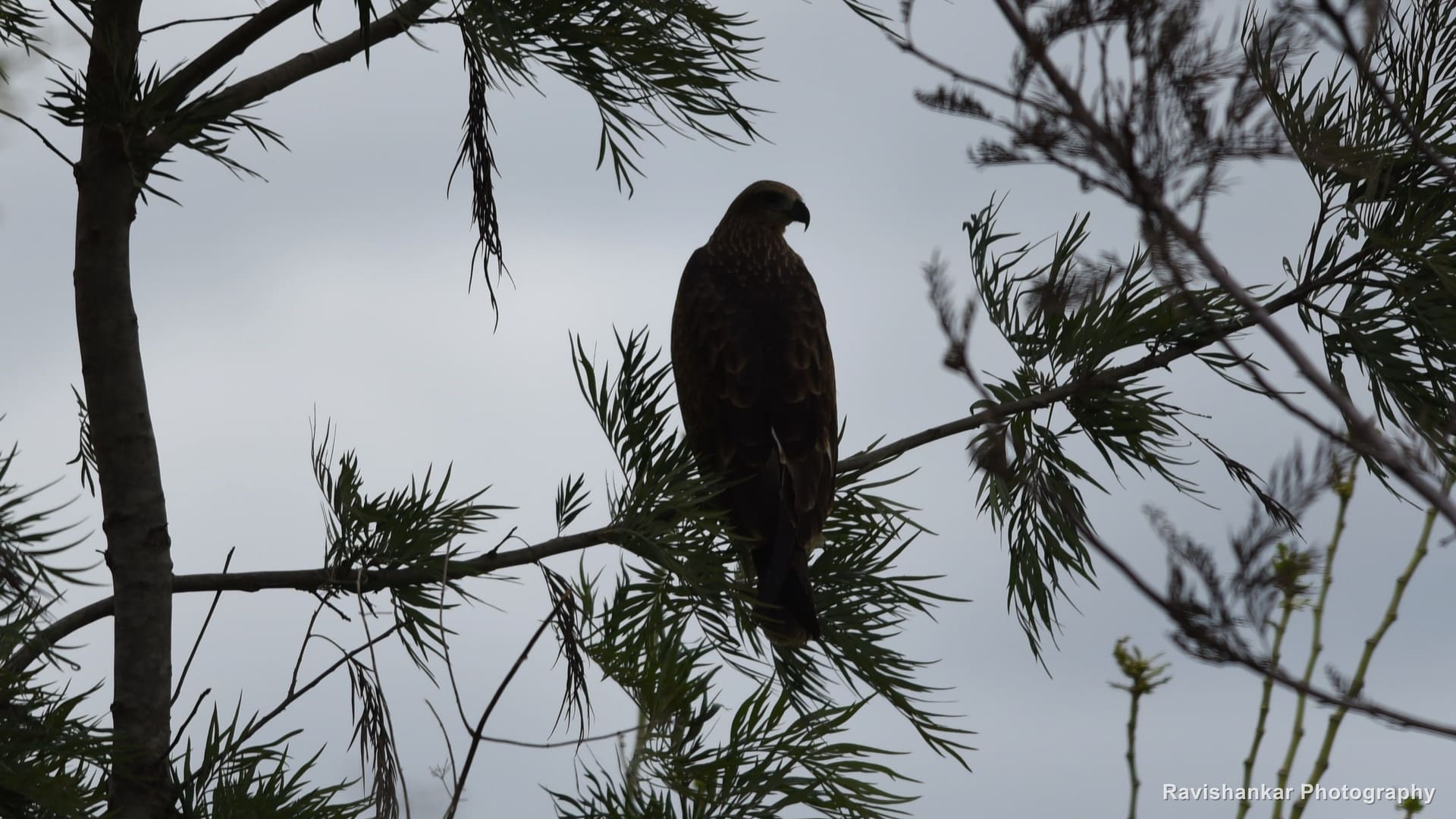 Crested Serpent Eagle, perched in a pine tree against a stormy sky — T G Halli Reservoir, Karnataka, Aug 2016